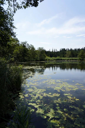A peaceful lake surrounded by lush trees.
