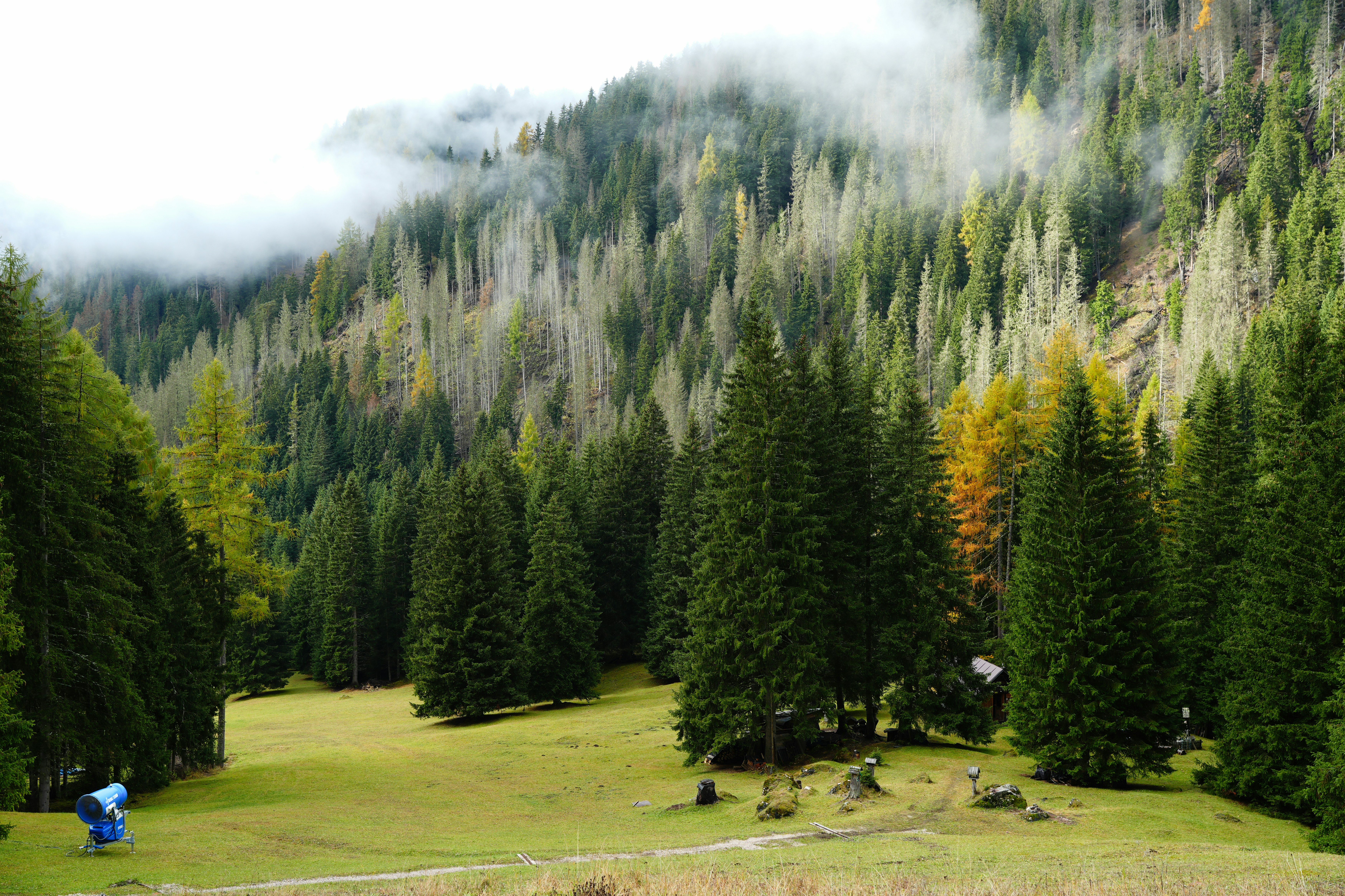 A lush forest with green trees and fog