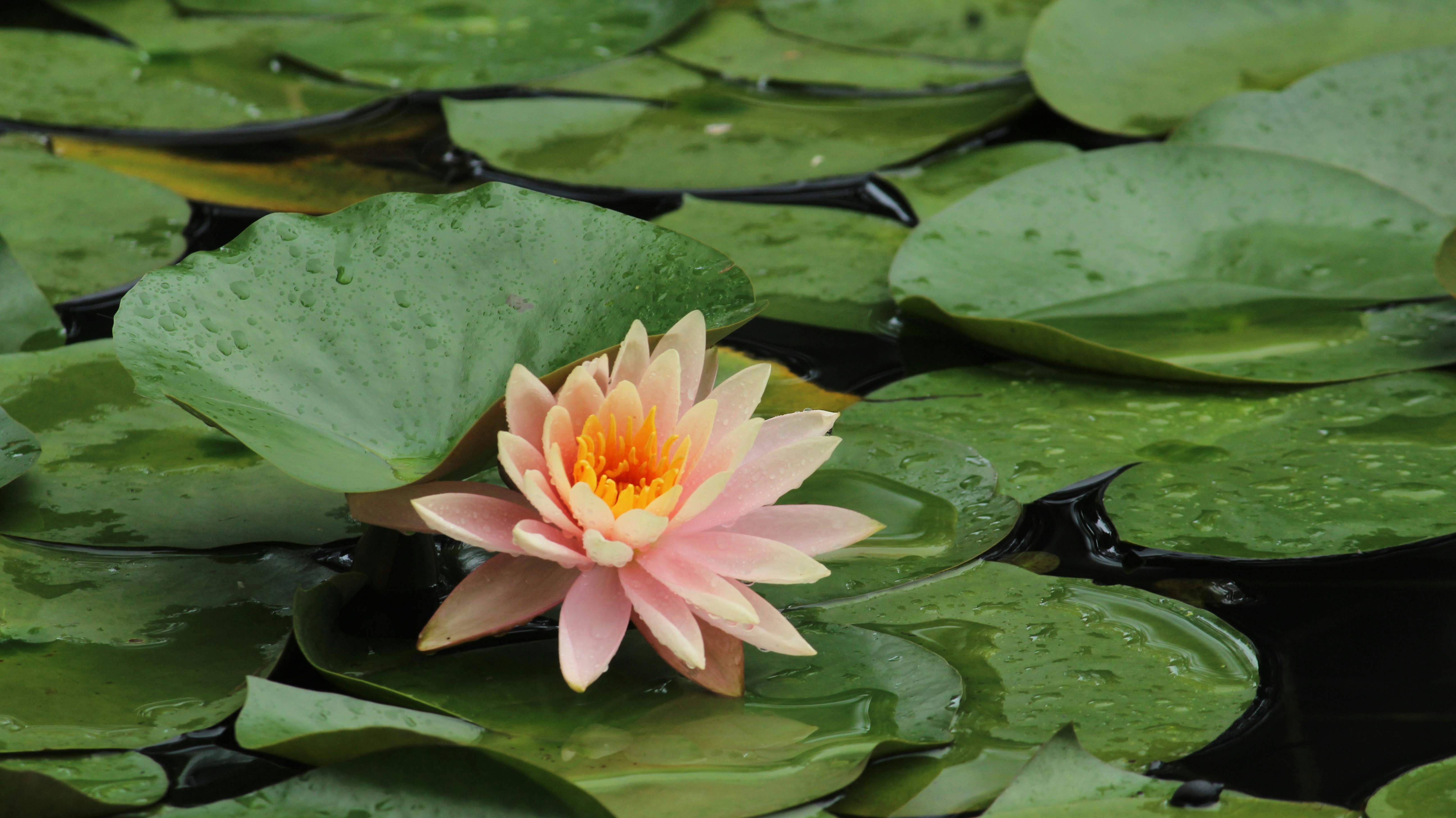 Photo by bhatia_rashmi