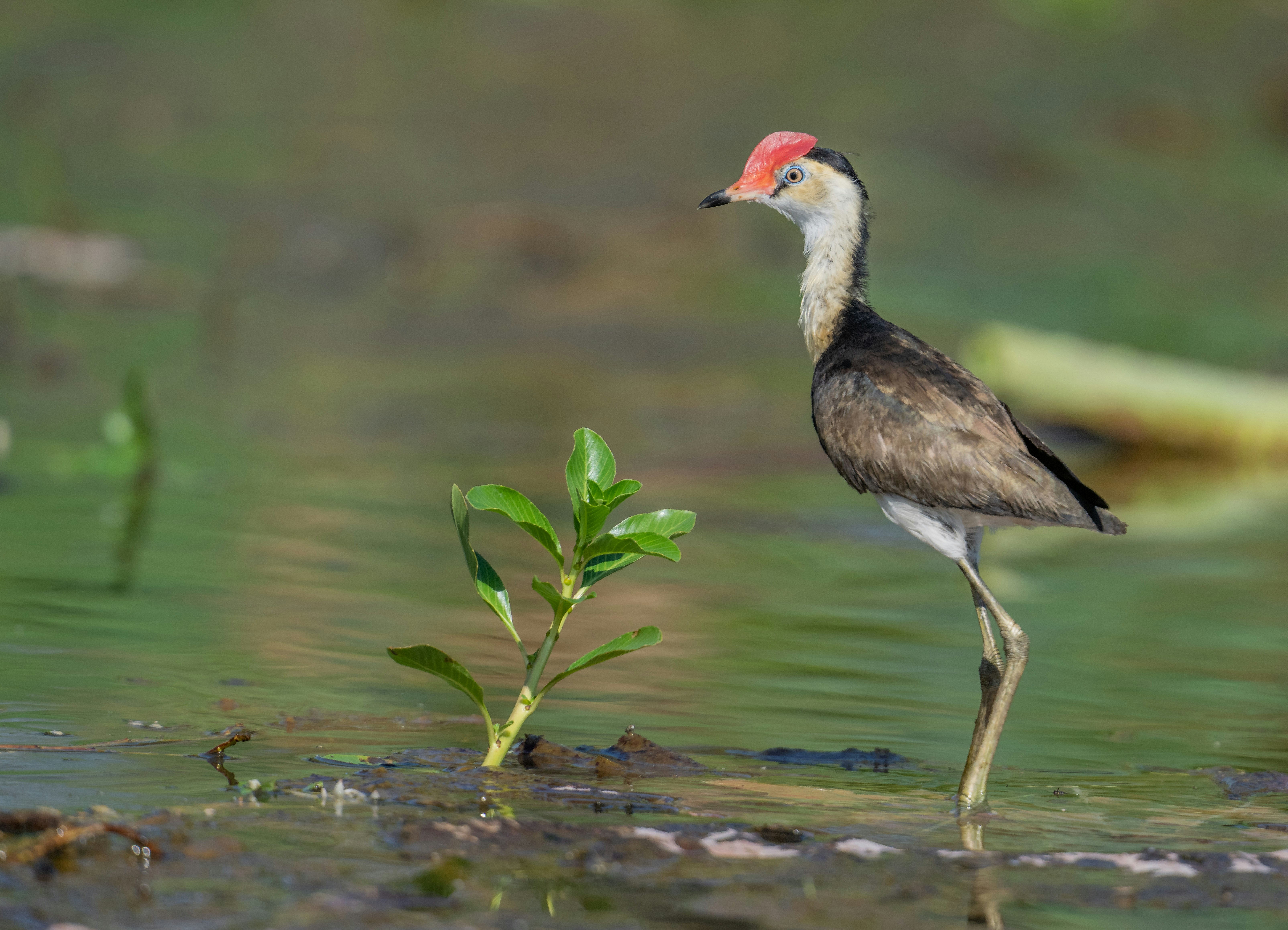 Jacana, Victoria