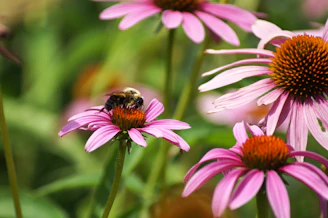 Bee pollinates a beautiful purple coneflower.