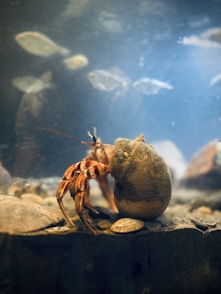 A hermit crab is displayed in an aquarium.
