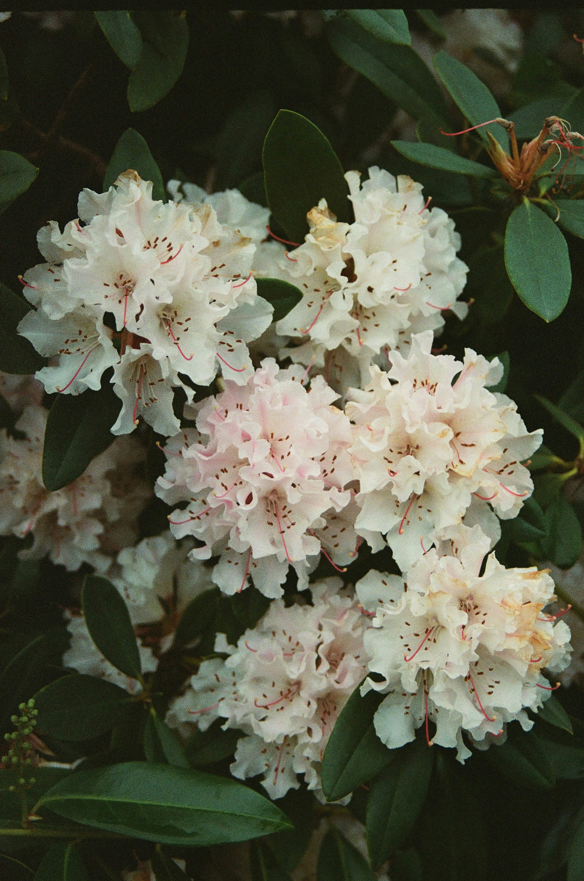 Beautiful white flowers bloom amidst green leaves.