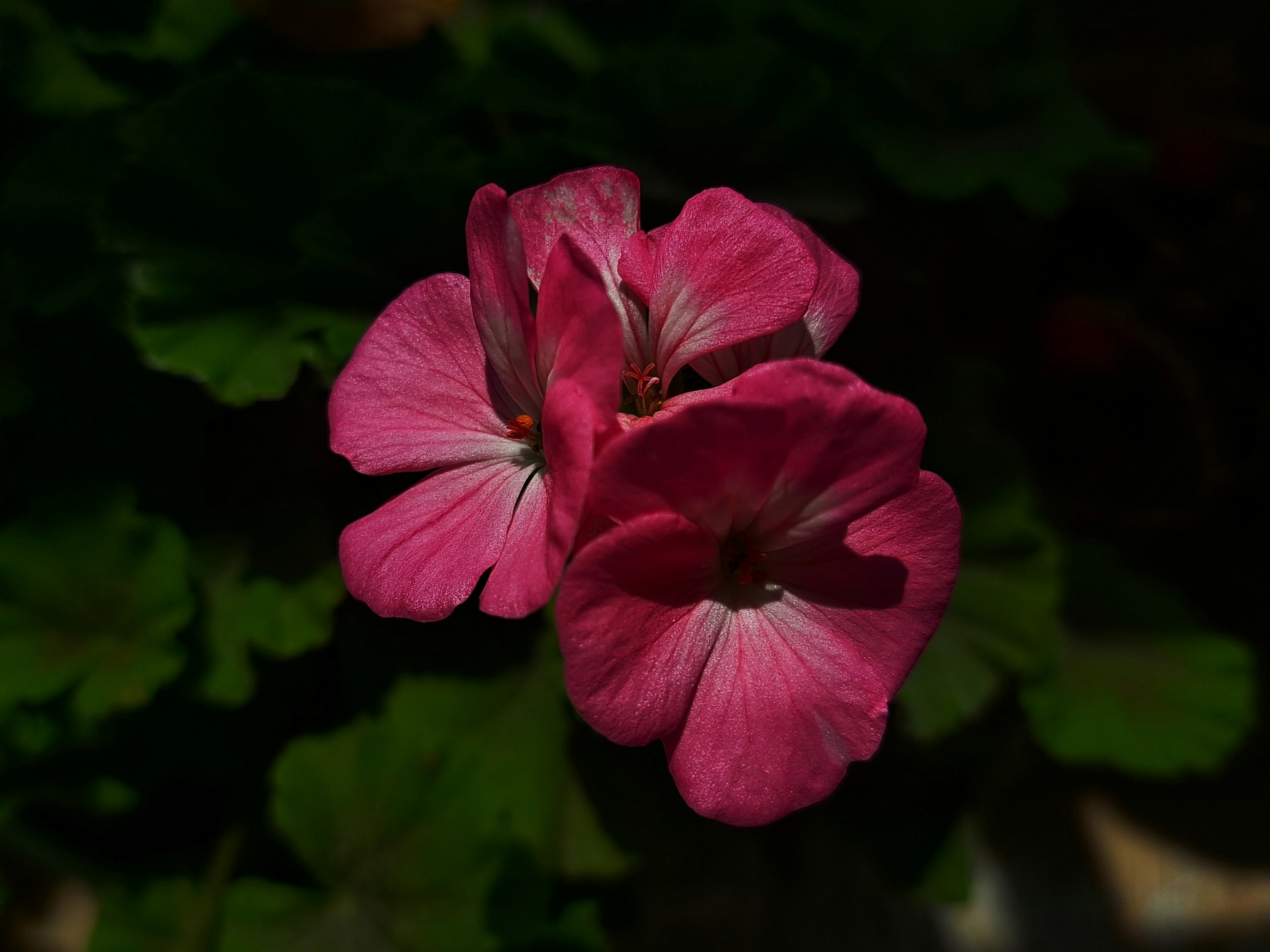 Photo by photo_setayesh