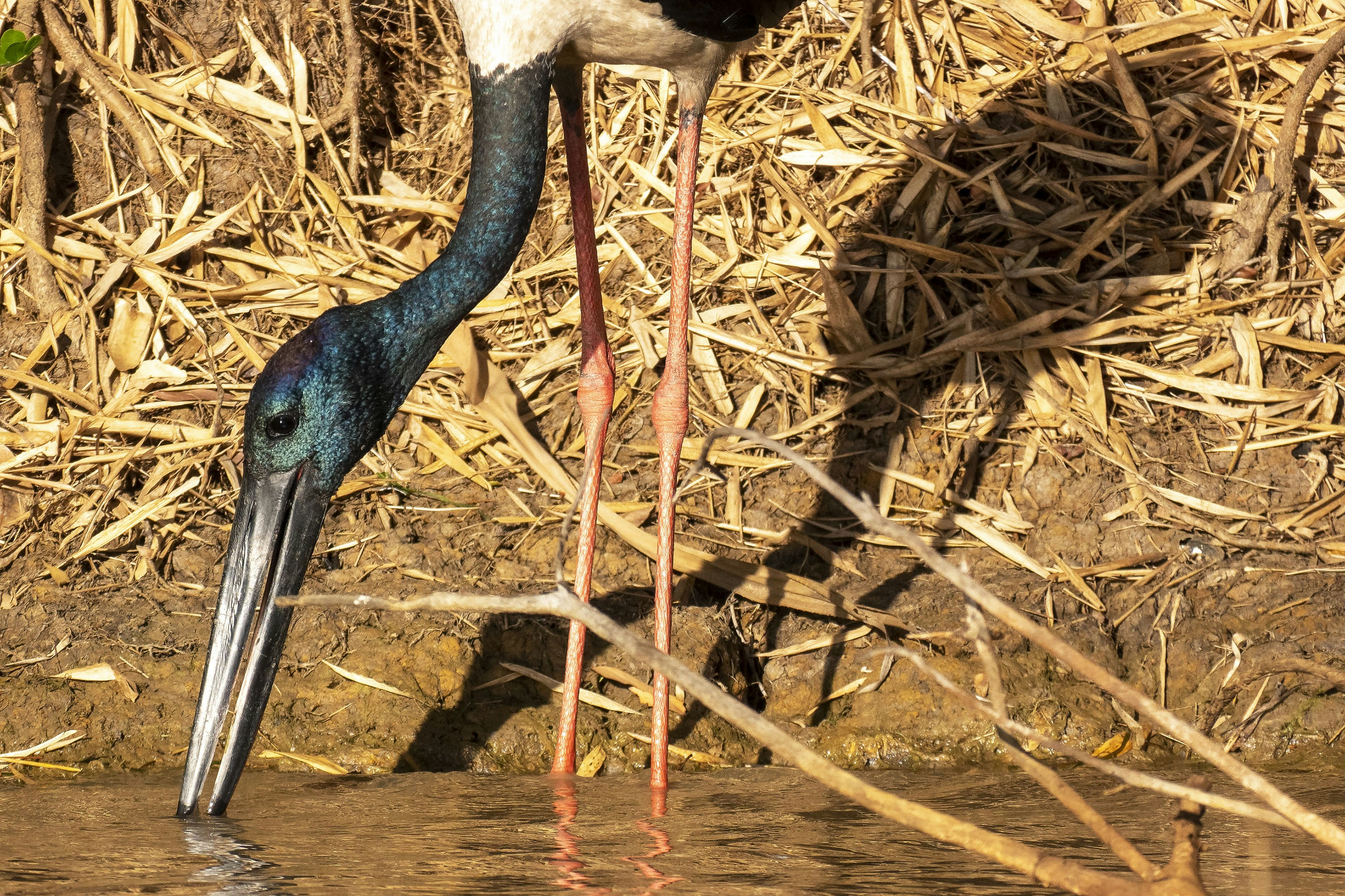 Hire Local Guide Shoebill Stork Tracking Complete Guide 2026