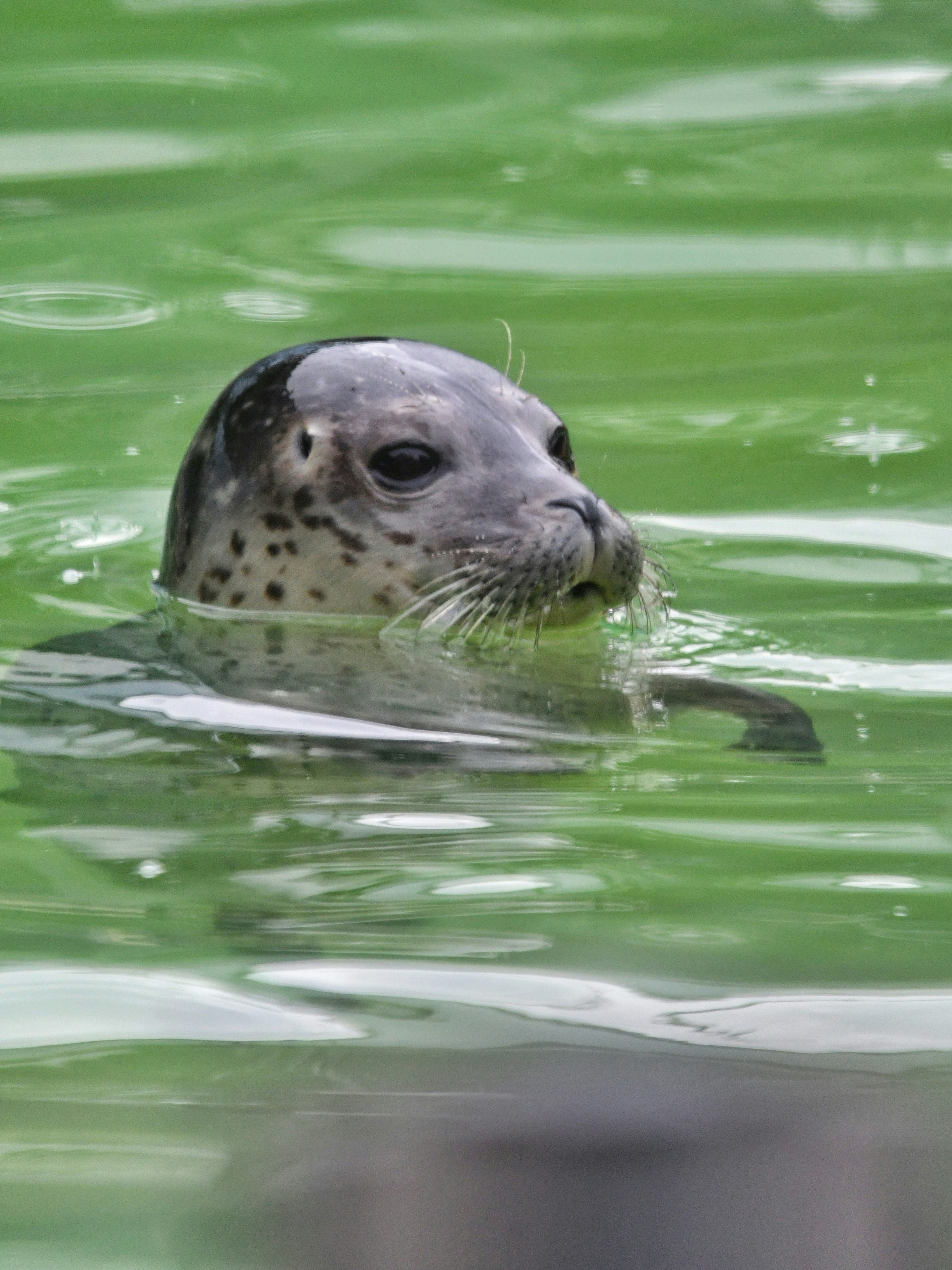 Seeleopard - Fakten, Ernährung, Lebensraum \u0026 Bilder auf Animalia.bio, image size:3000x3999