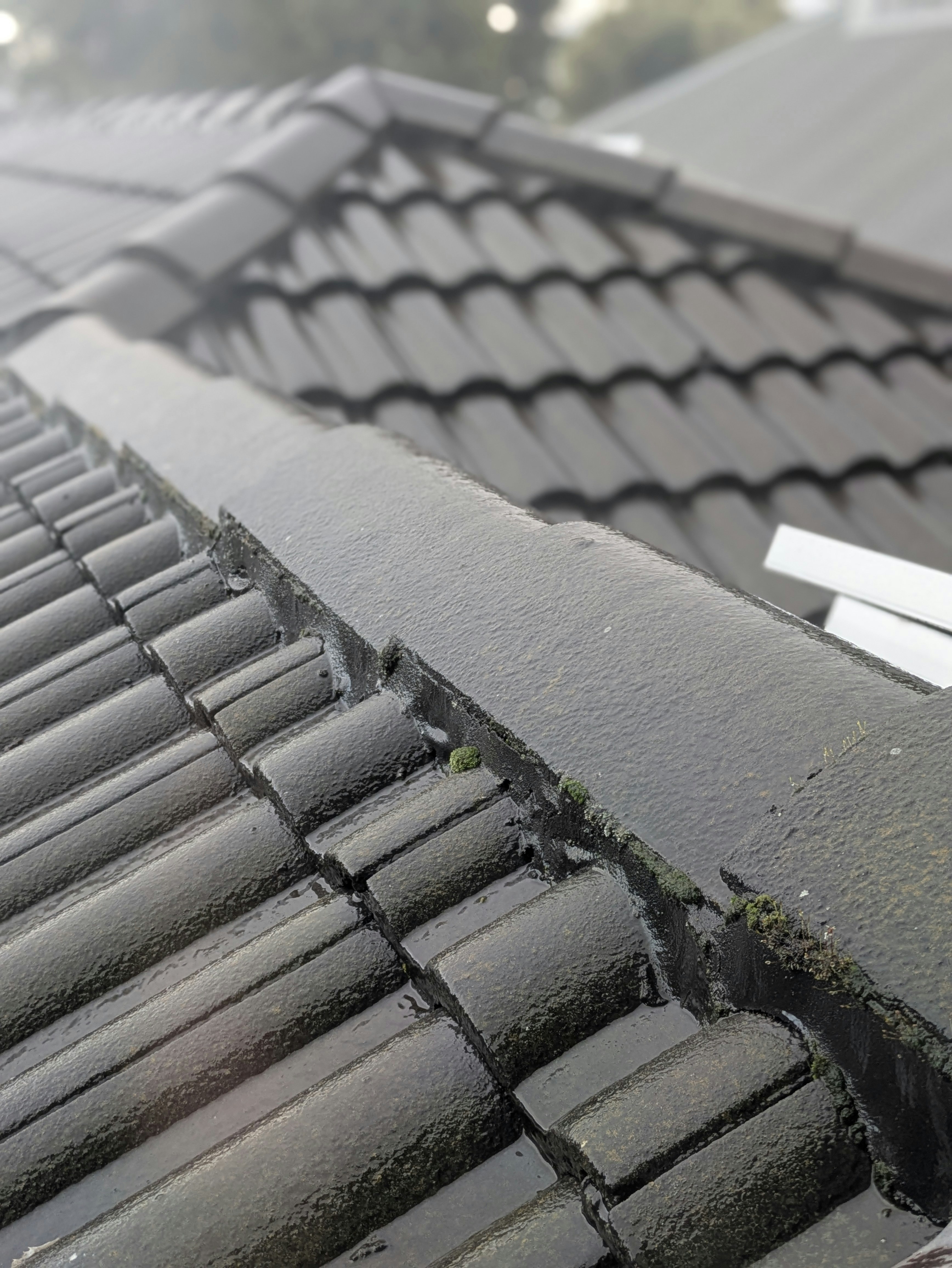 A dark grey shingled roof glossed by water with small patches of green moss growing.