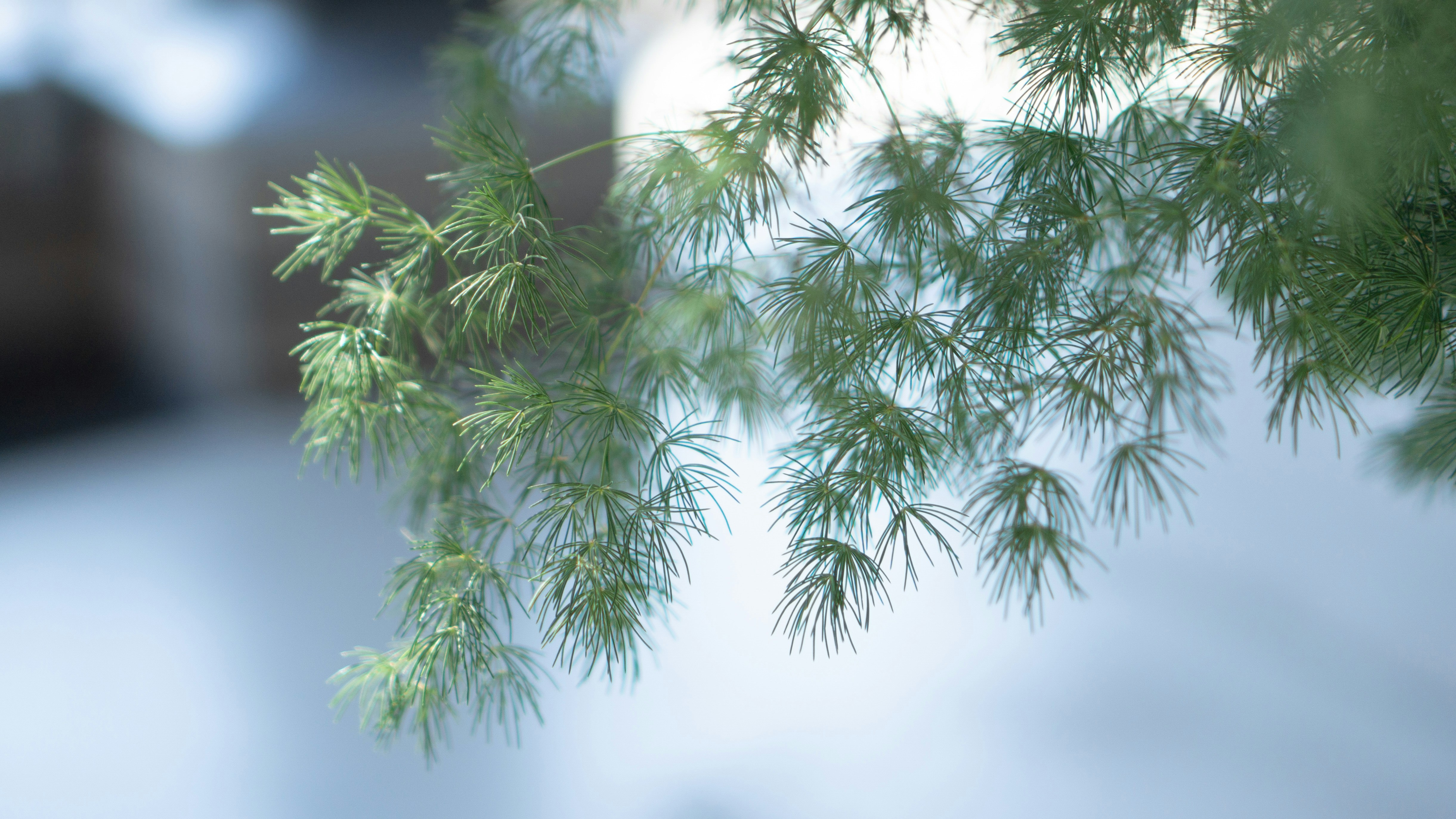 Photo by themelessly