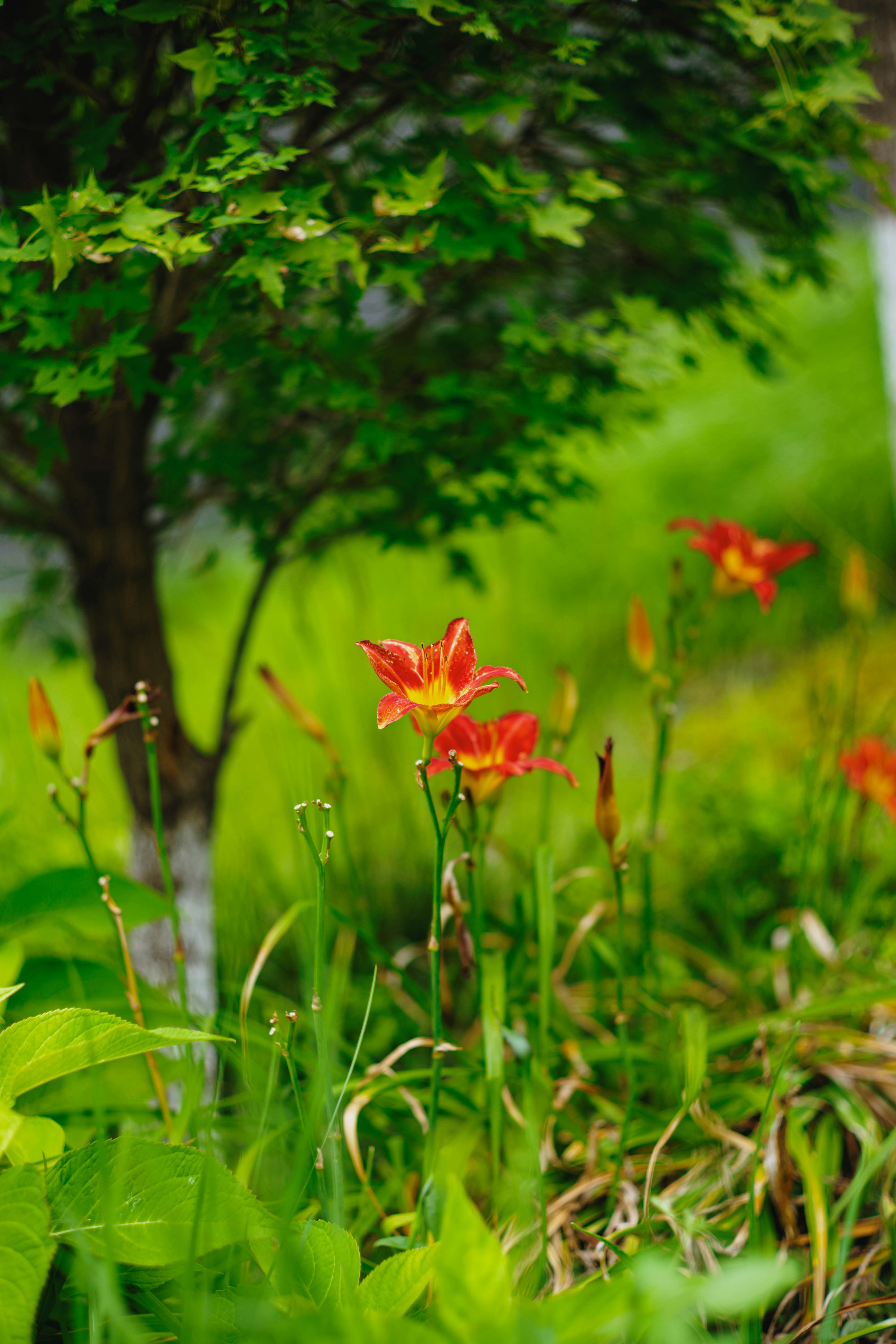 Photo by tommaomaoer