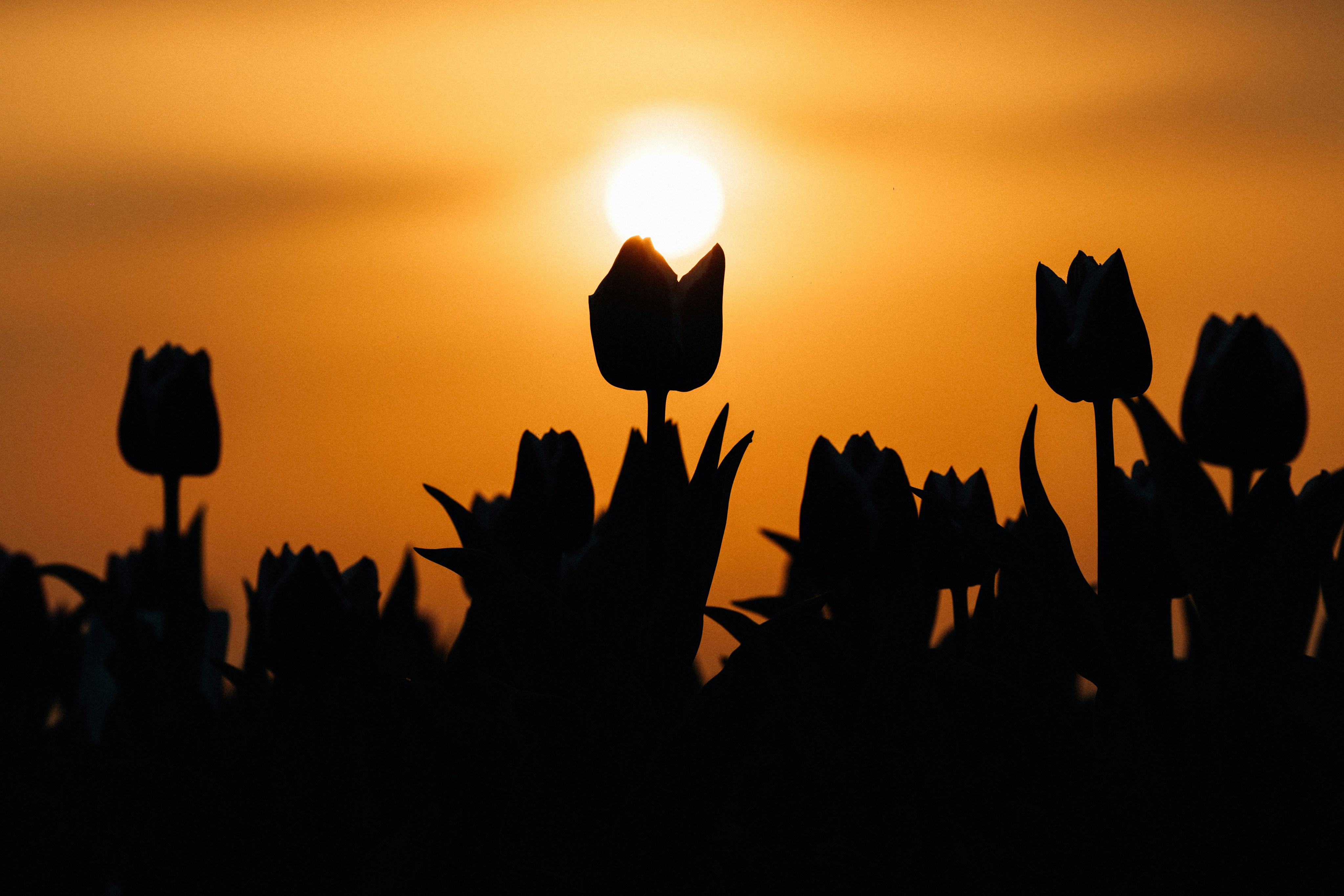 Tulips bloom in the sunlight at sunset. photo – Free Flower Image on  Unsplash, image size:4093x2729