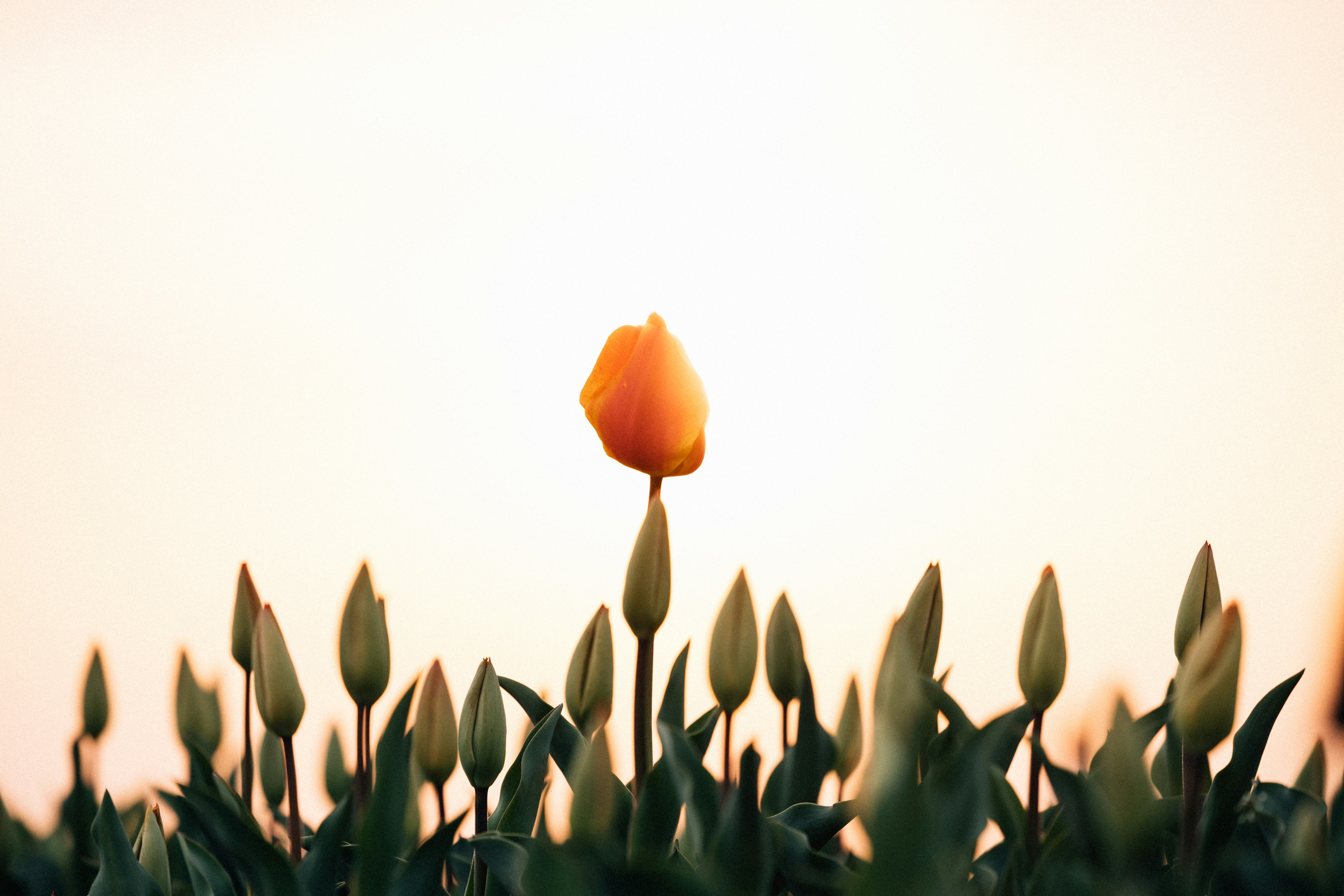 Photo by tsuyoshikozu