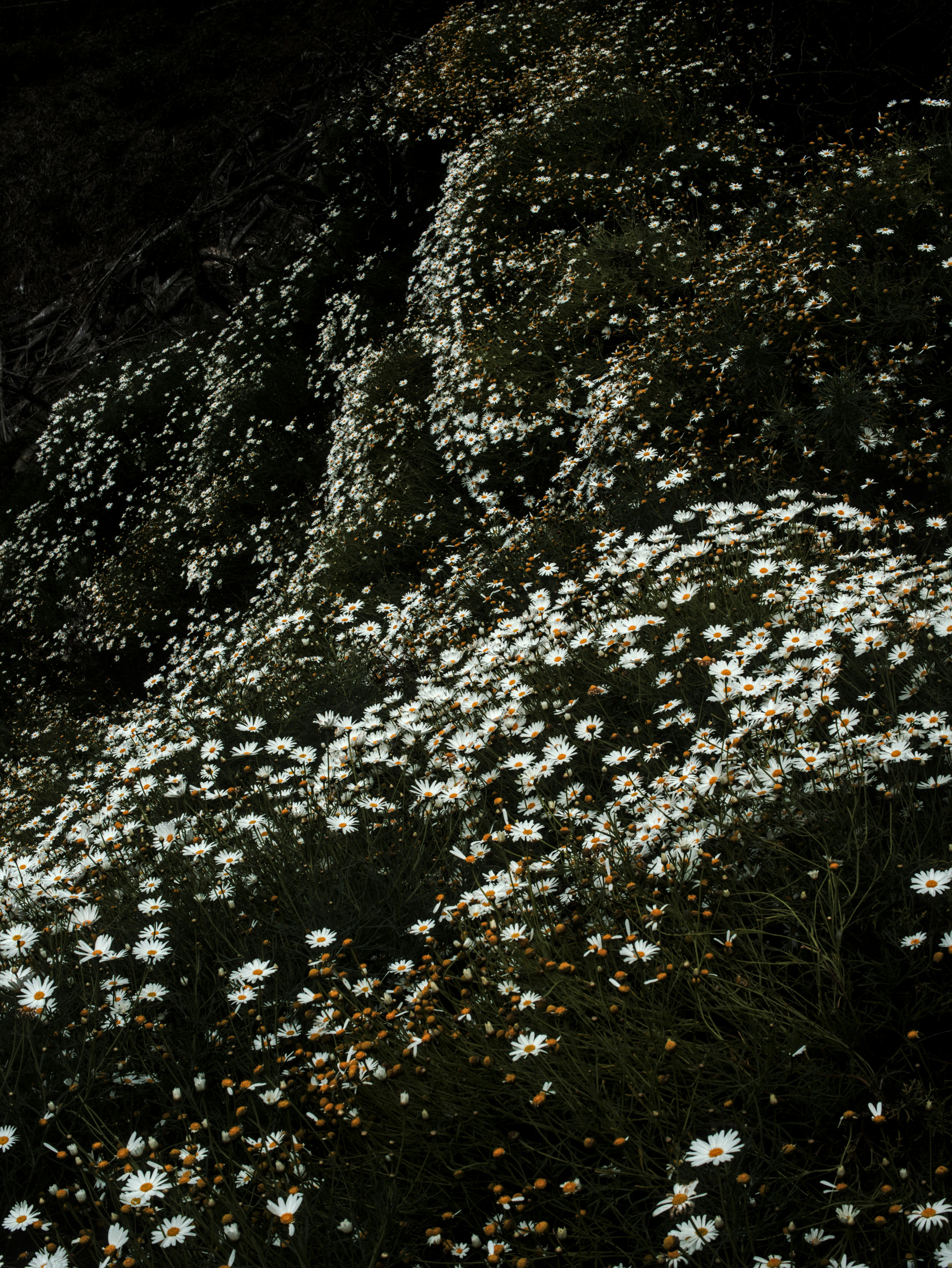 Photo by sohan_shingade