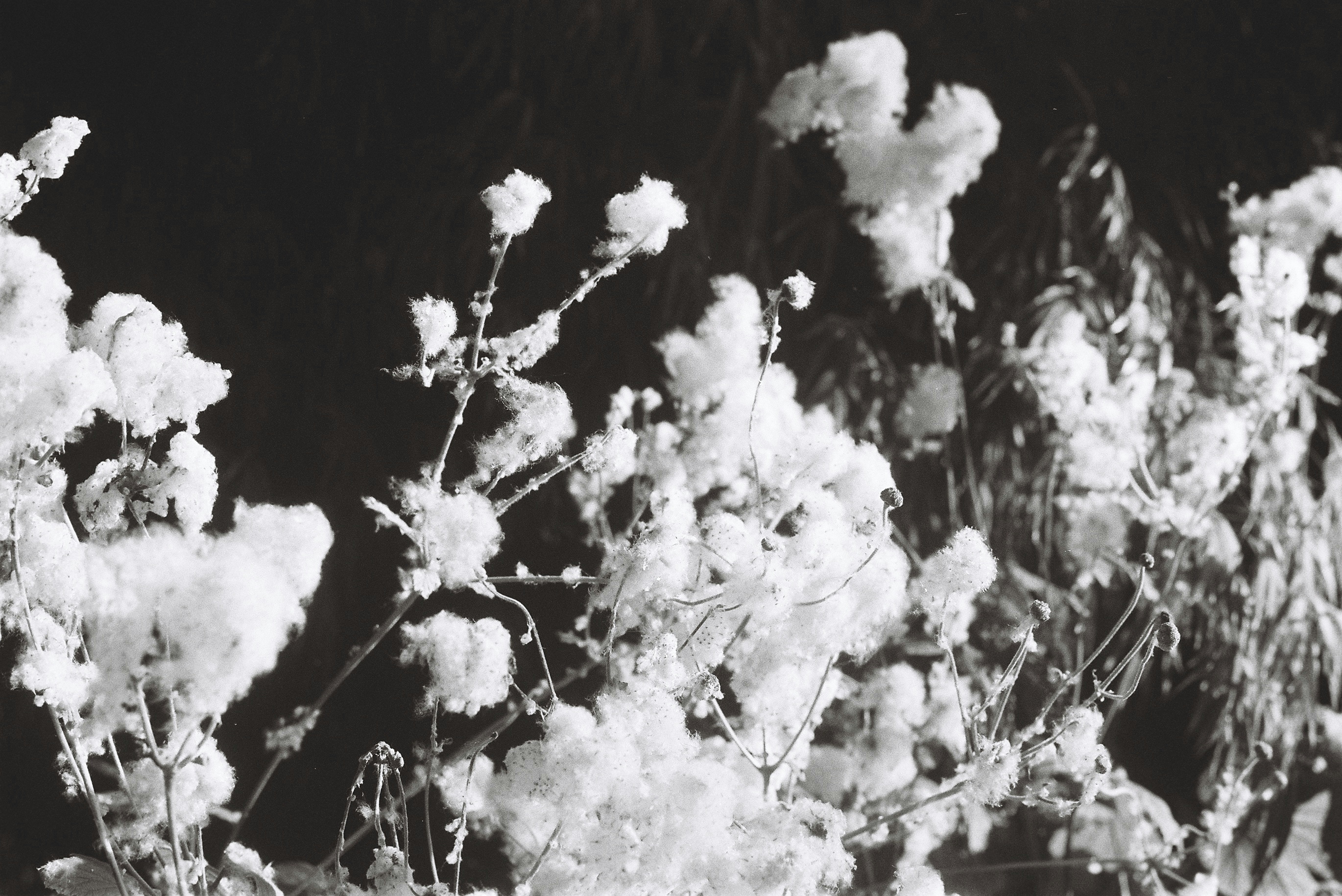Cotton plants are blooming against a dark background.