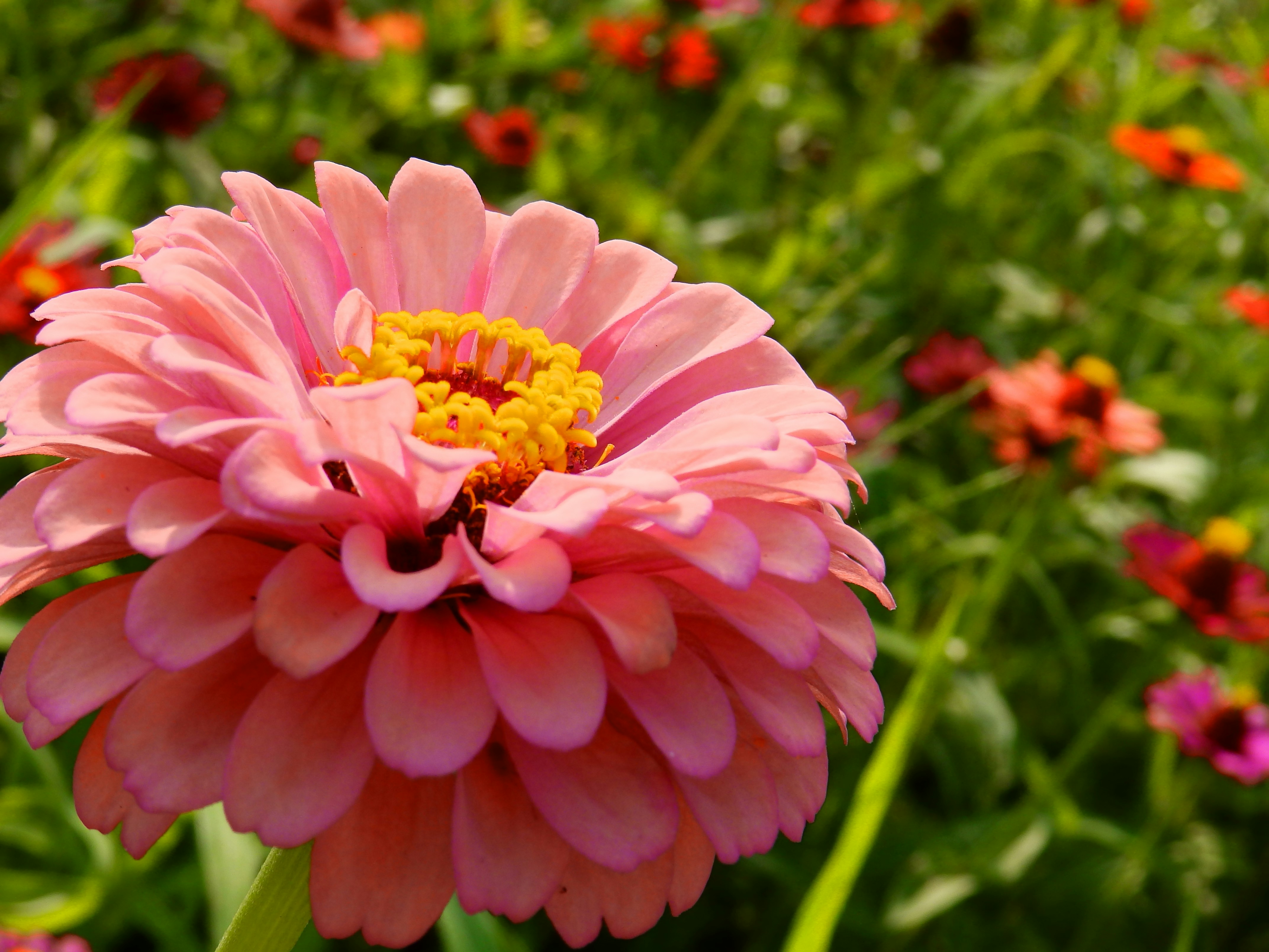 Photo by tamaki_chan