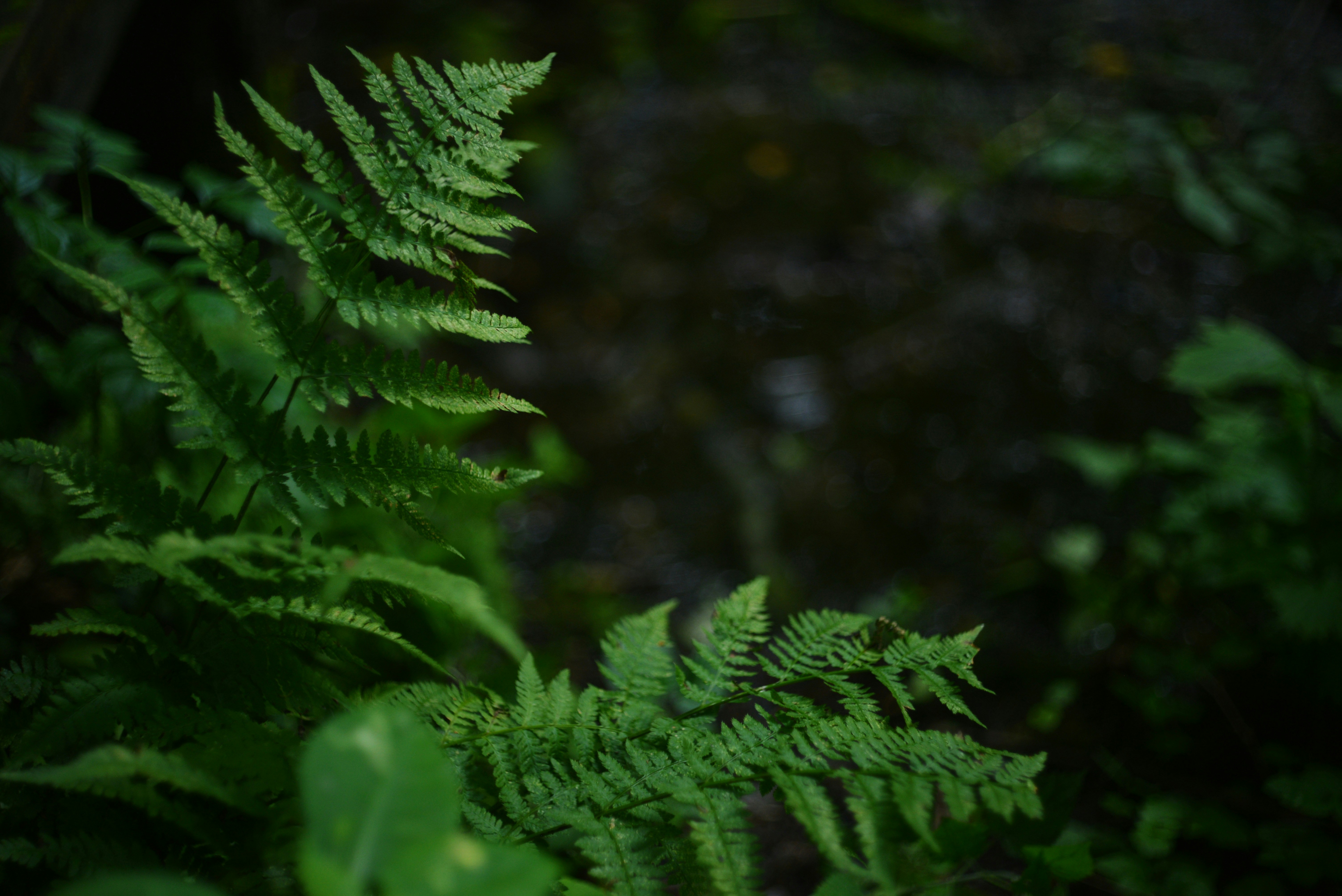 Photo by cherstve_pechivo