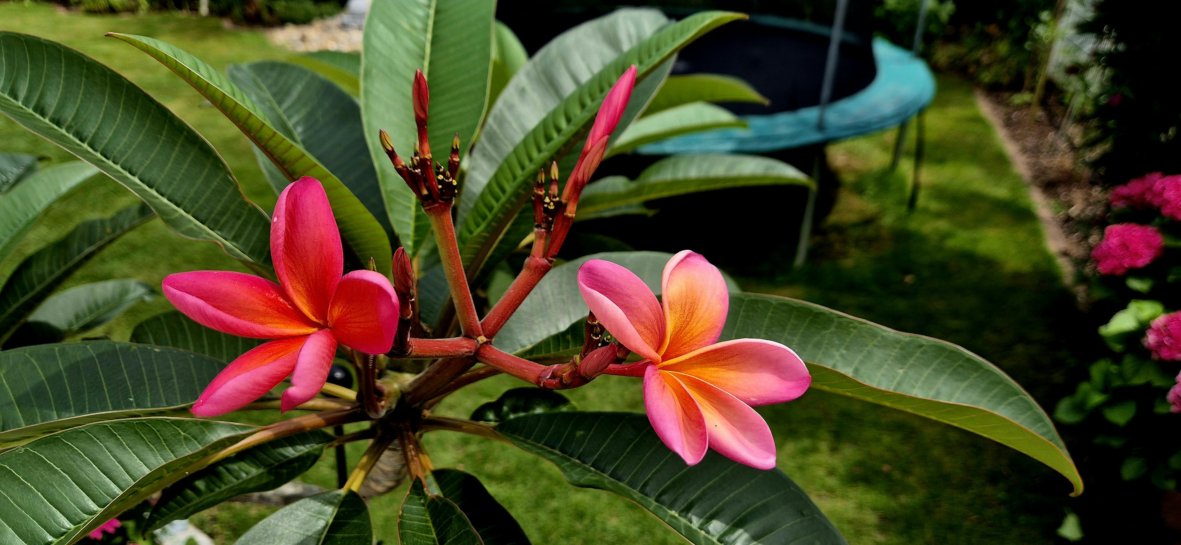 Pink flowers in the garden.