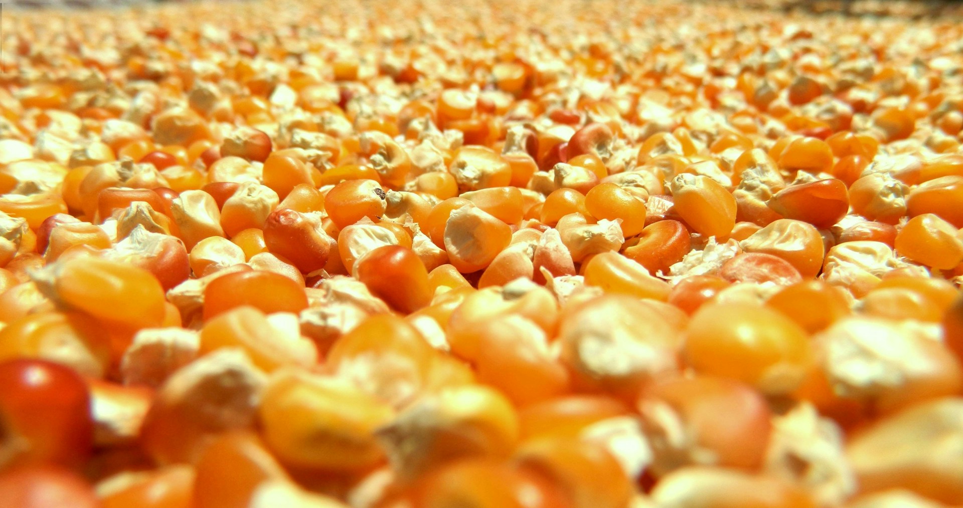 Many golden corn kernels are shown here.