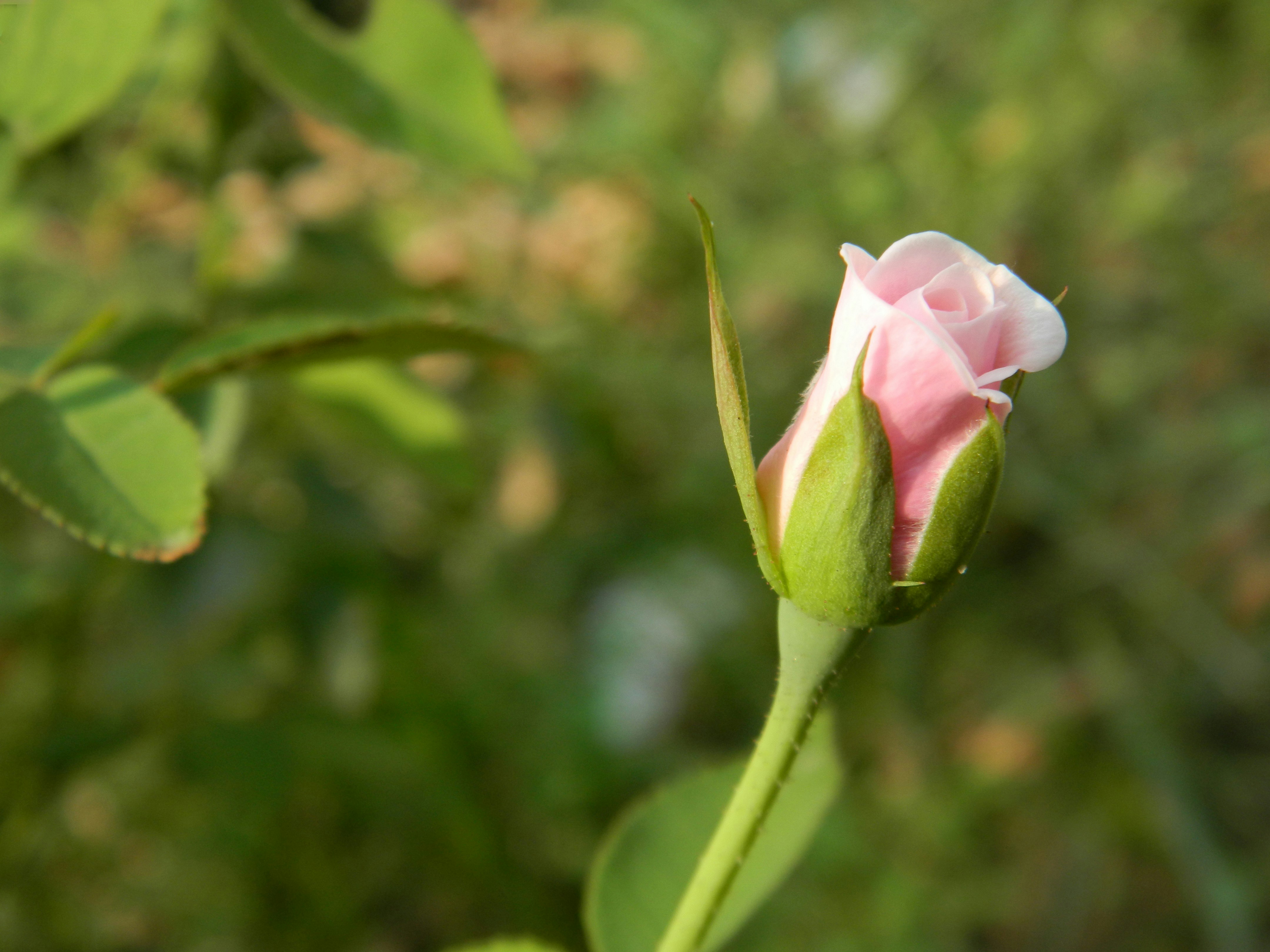 Photo by prabhjotsng