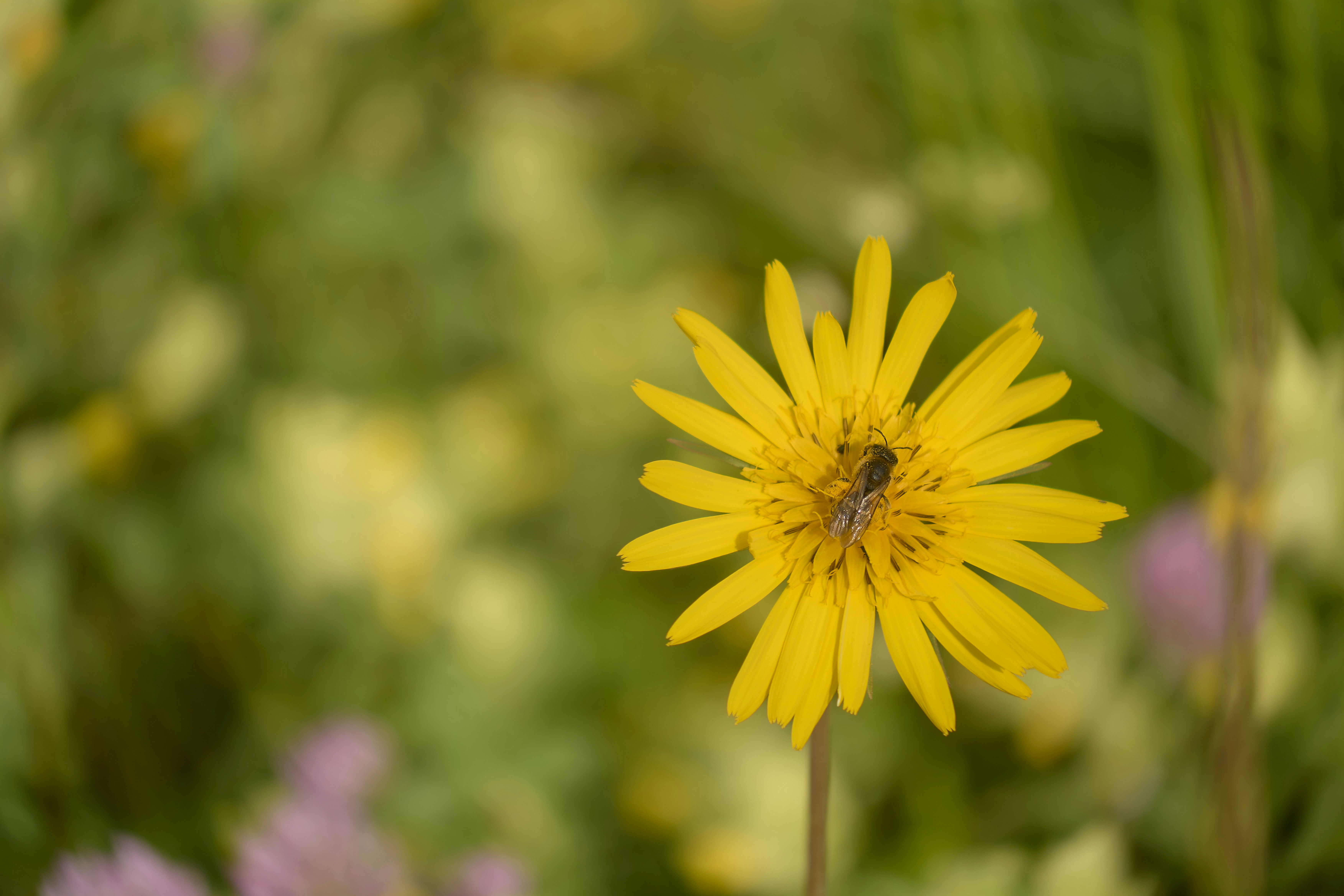 Photo by wolfgang_hasselmann