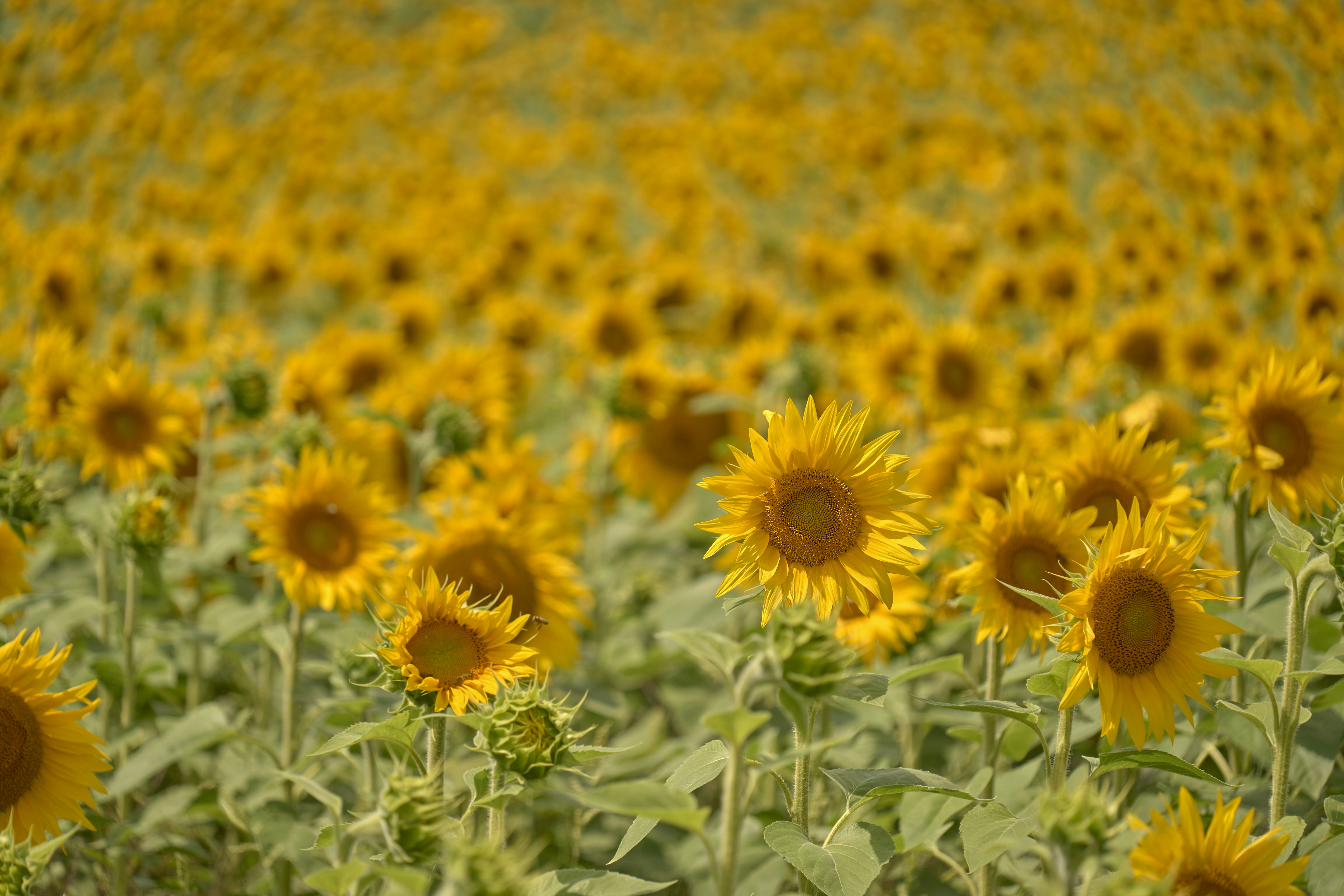 Photo by wolfgang_hasselmann