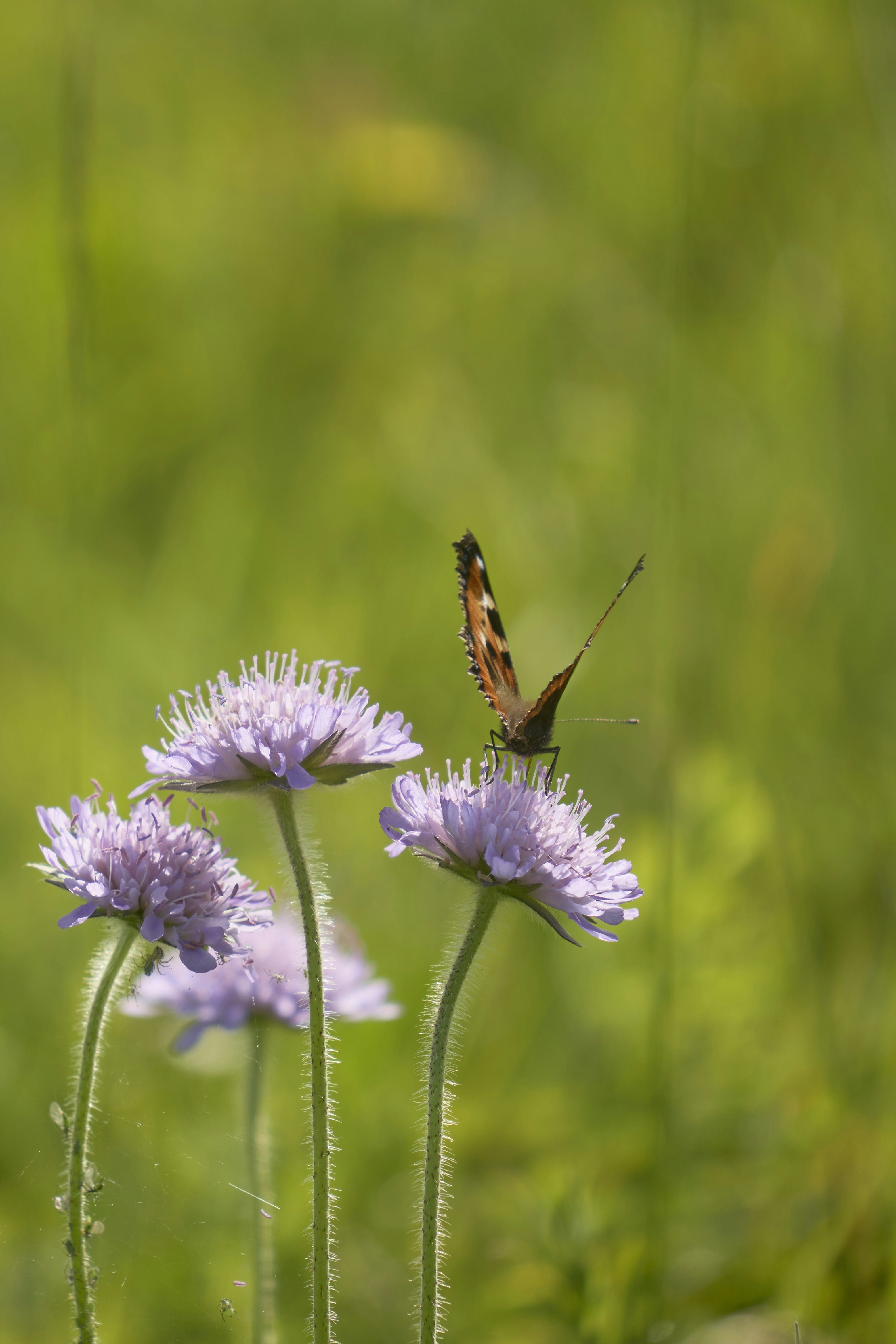 Photo by wolfgang_hasselmann