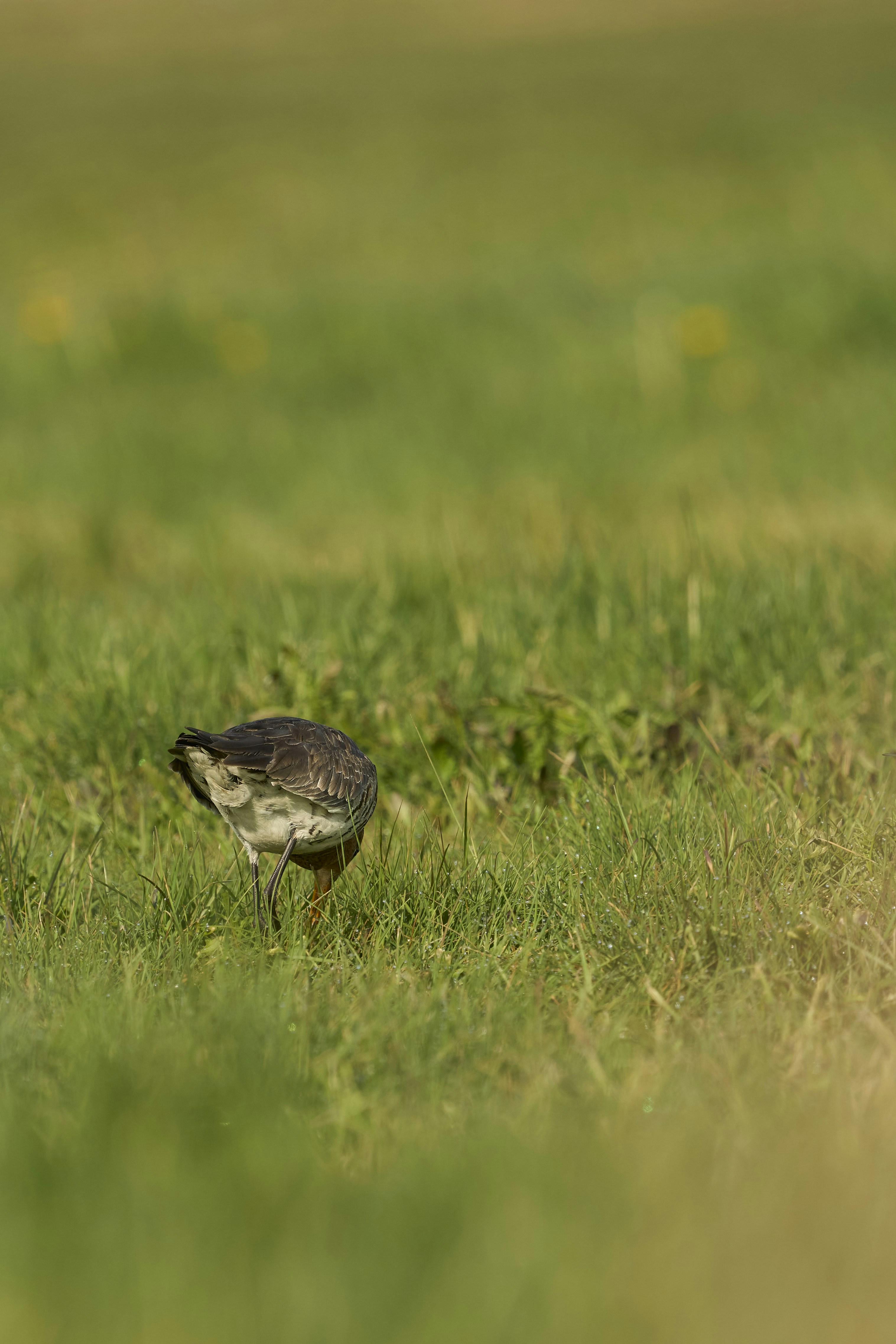 Photo by wolfgang_hasselmann