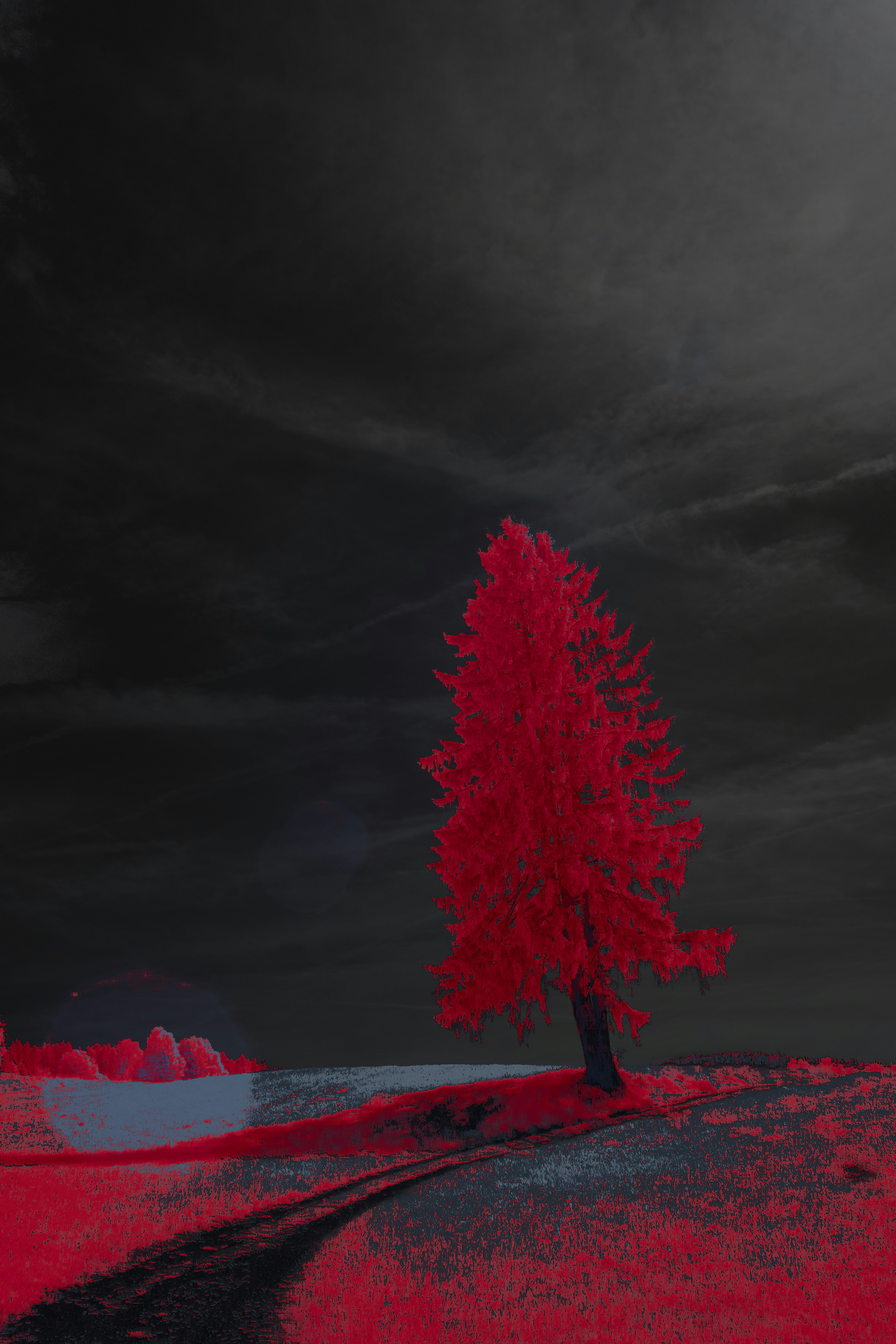 Photo by wolfgang_hasselmann