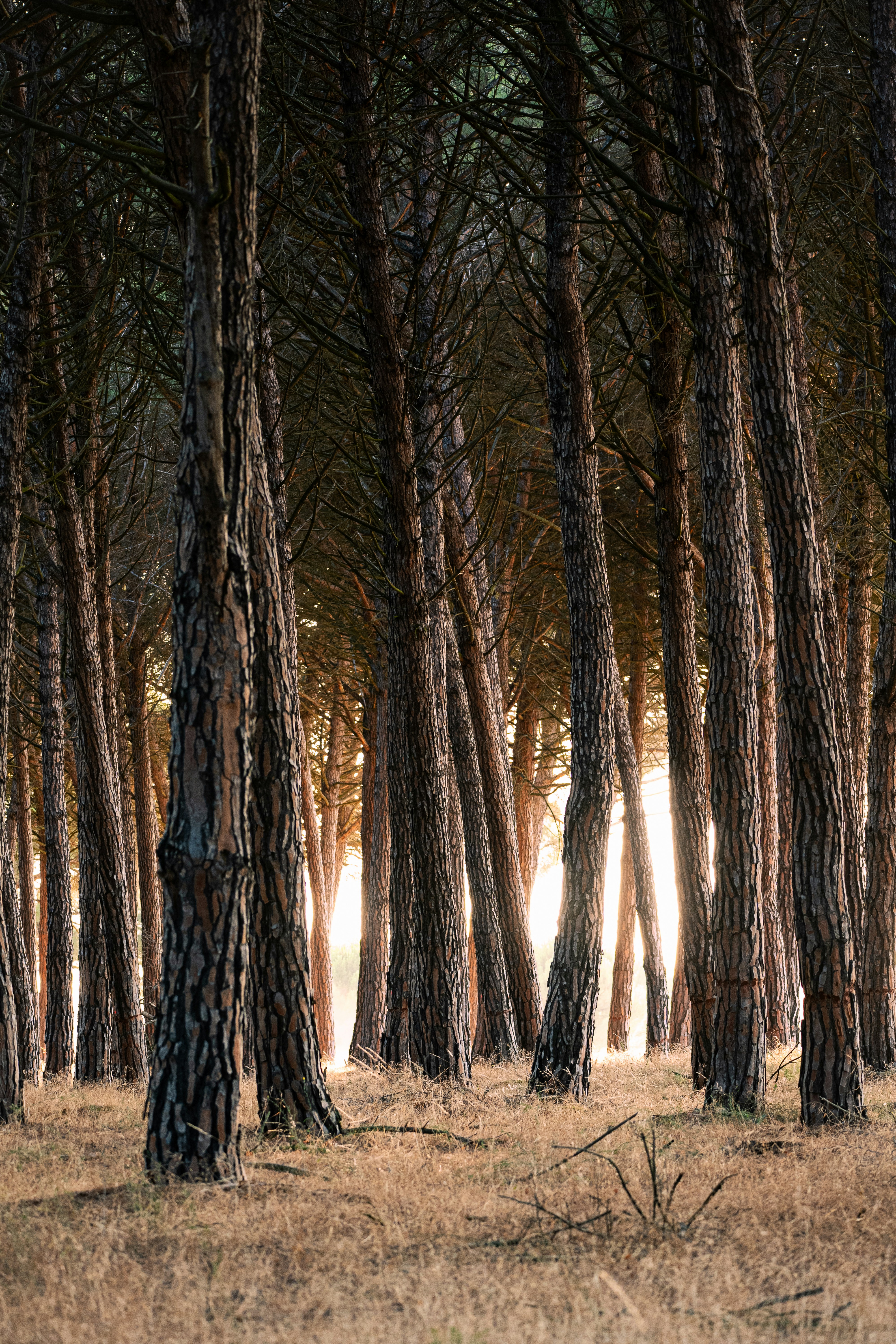 Conquer the Bugs: The Ultimate Guide to Deep Woods Mosquito Repellents