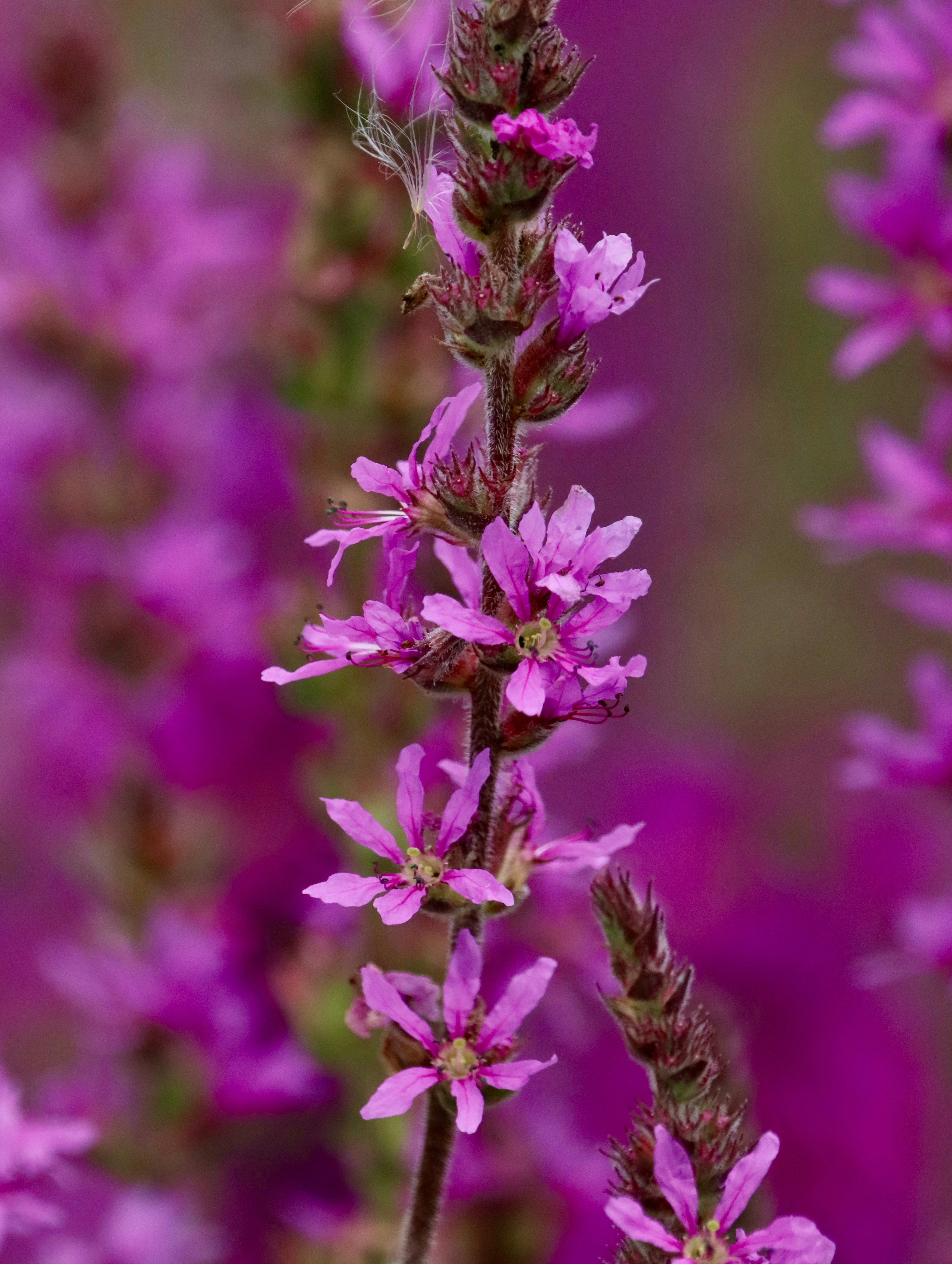 Photo by stephgibeaultart