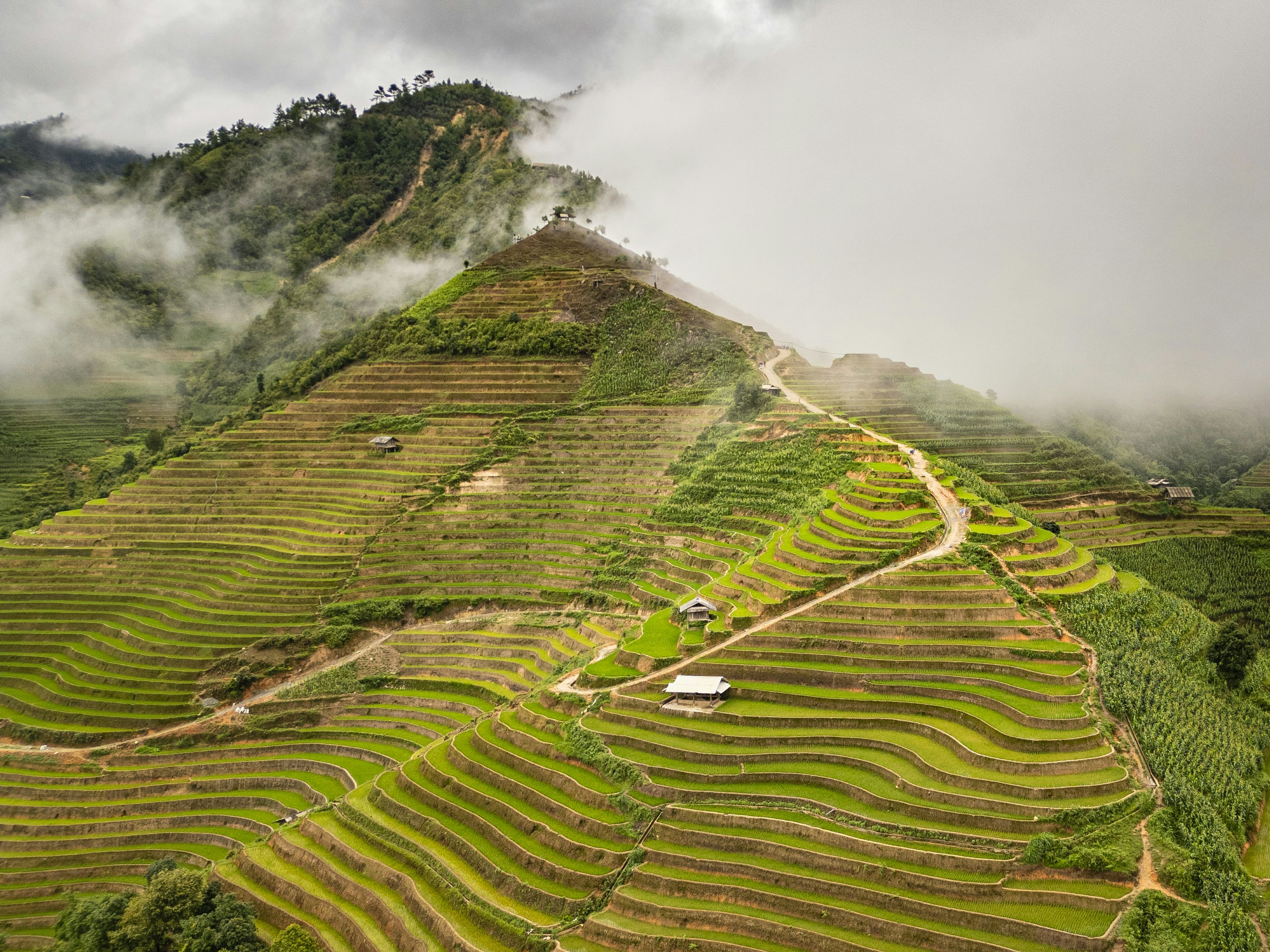 Green rice terraces rise up mountains.