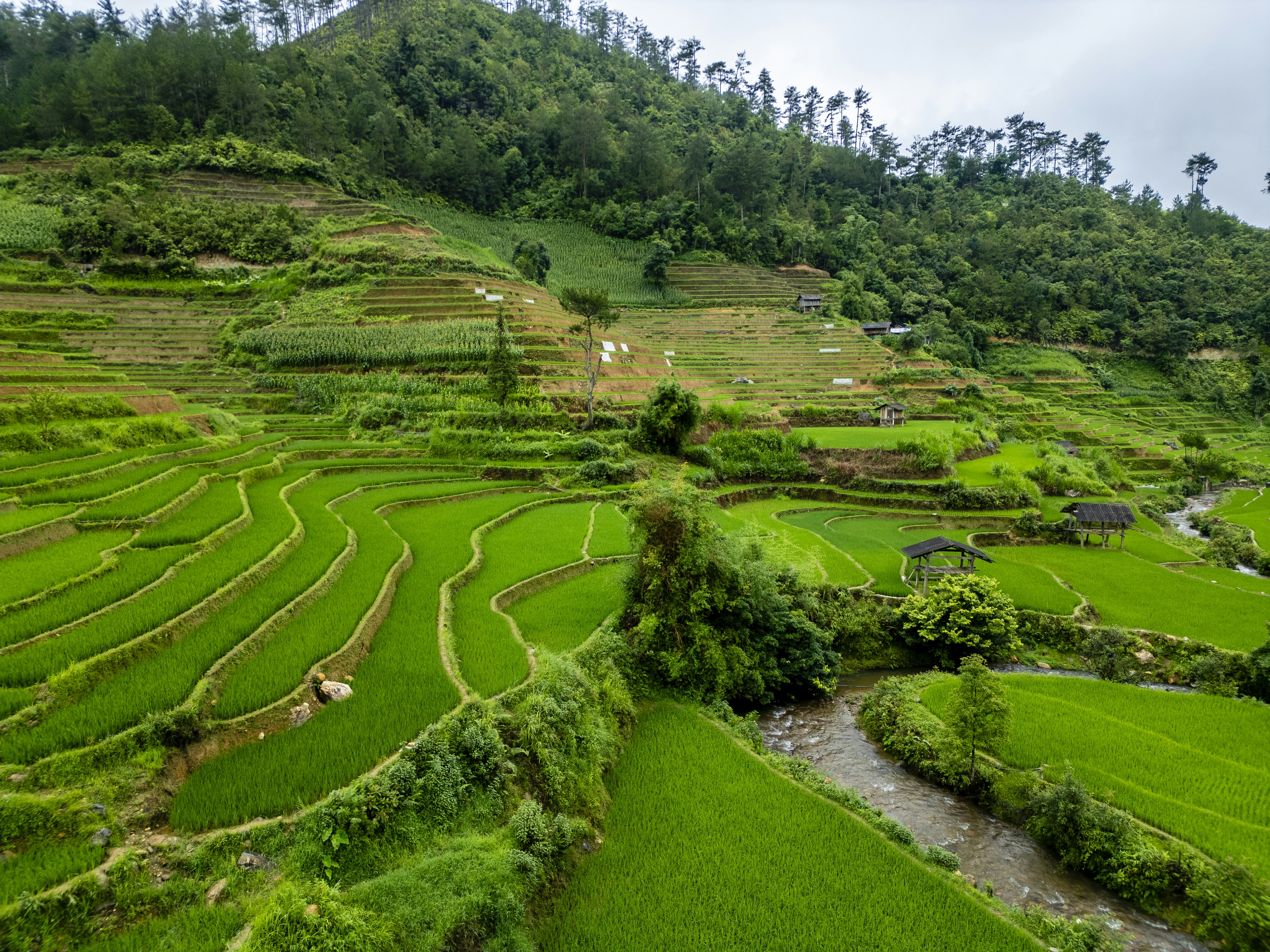 Lush green rice terraces and mountains.
