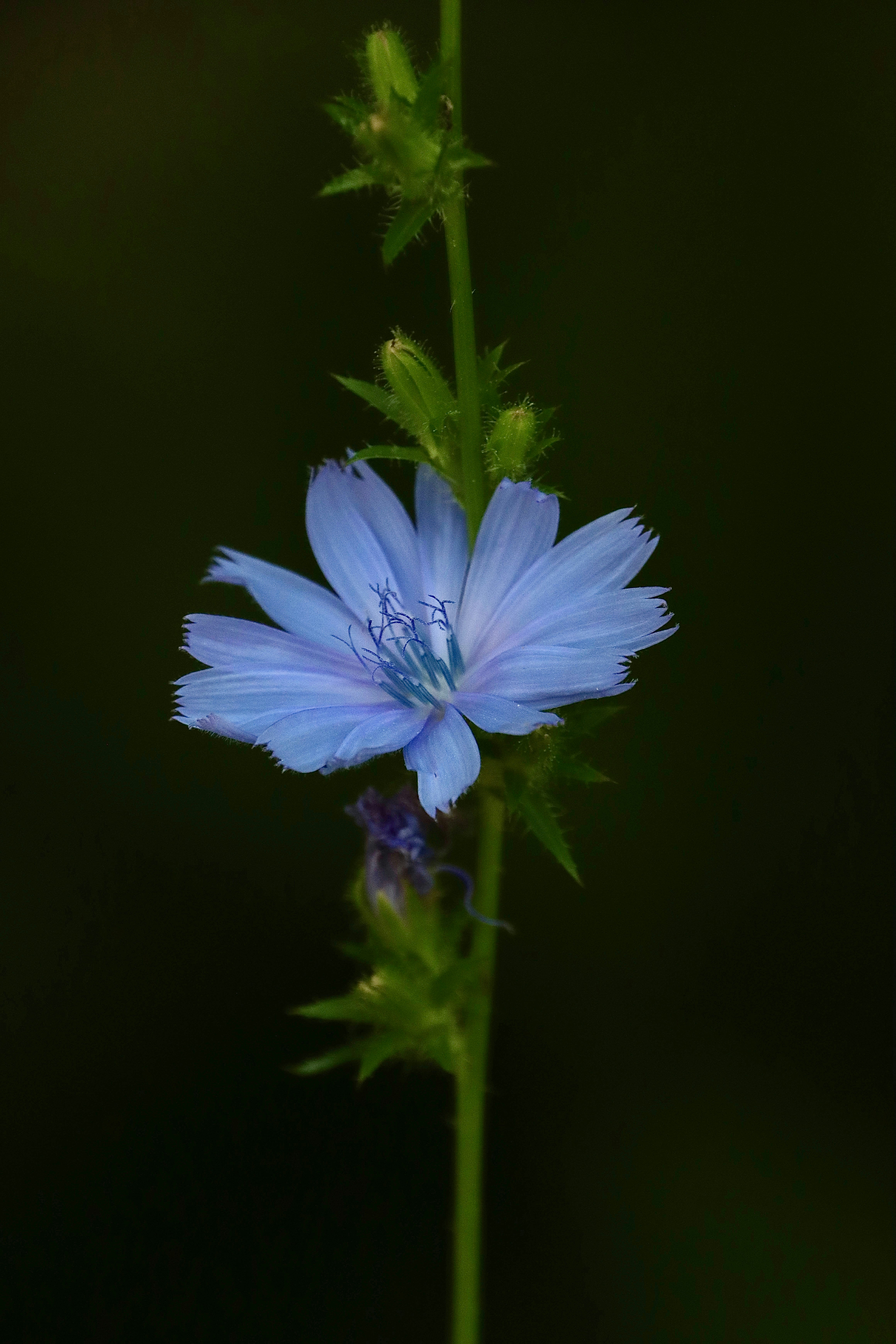 Photo by stephgibeaultart