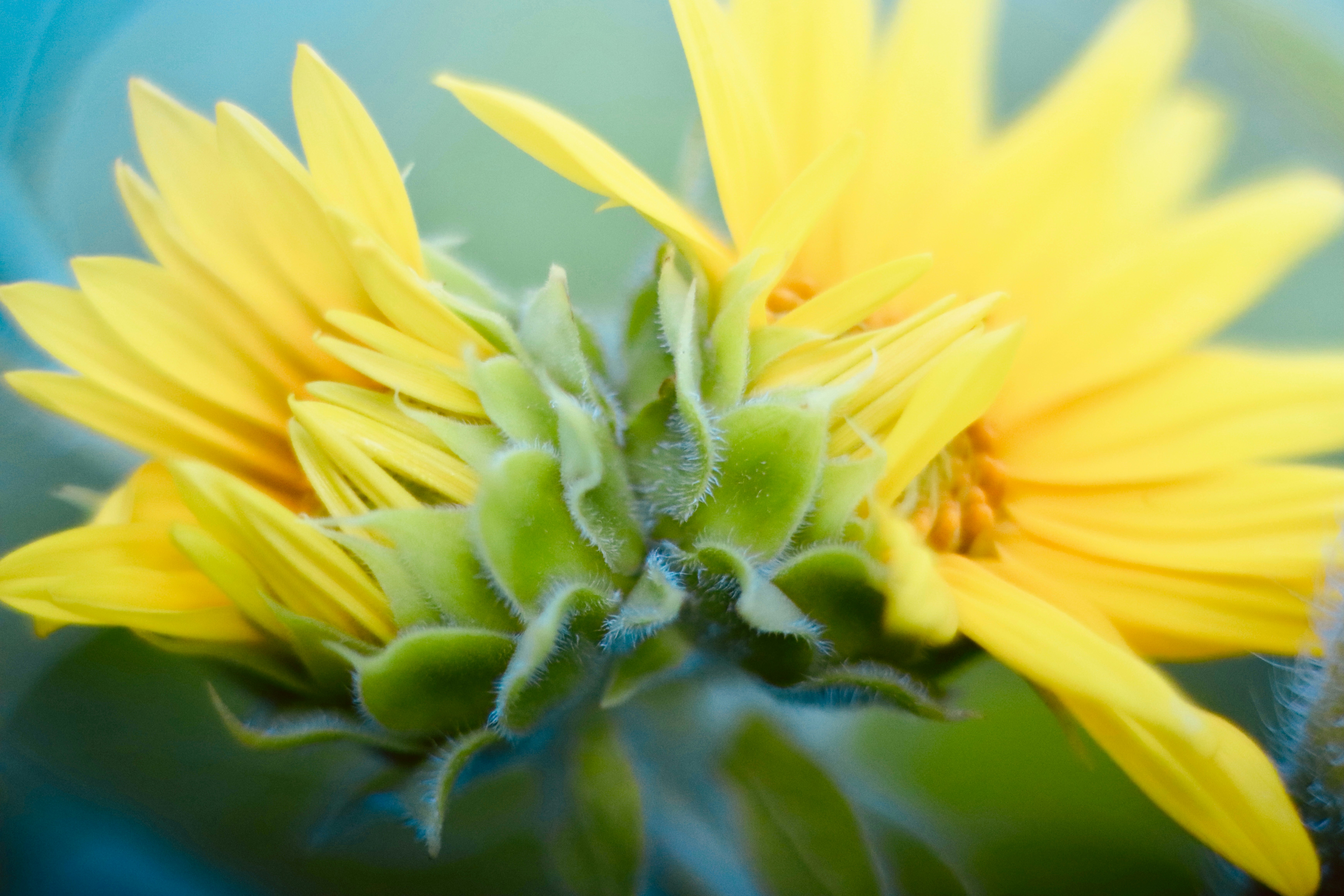 Photo by stephgibeaultart