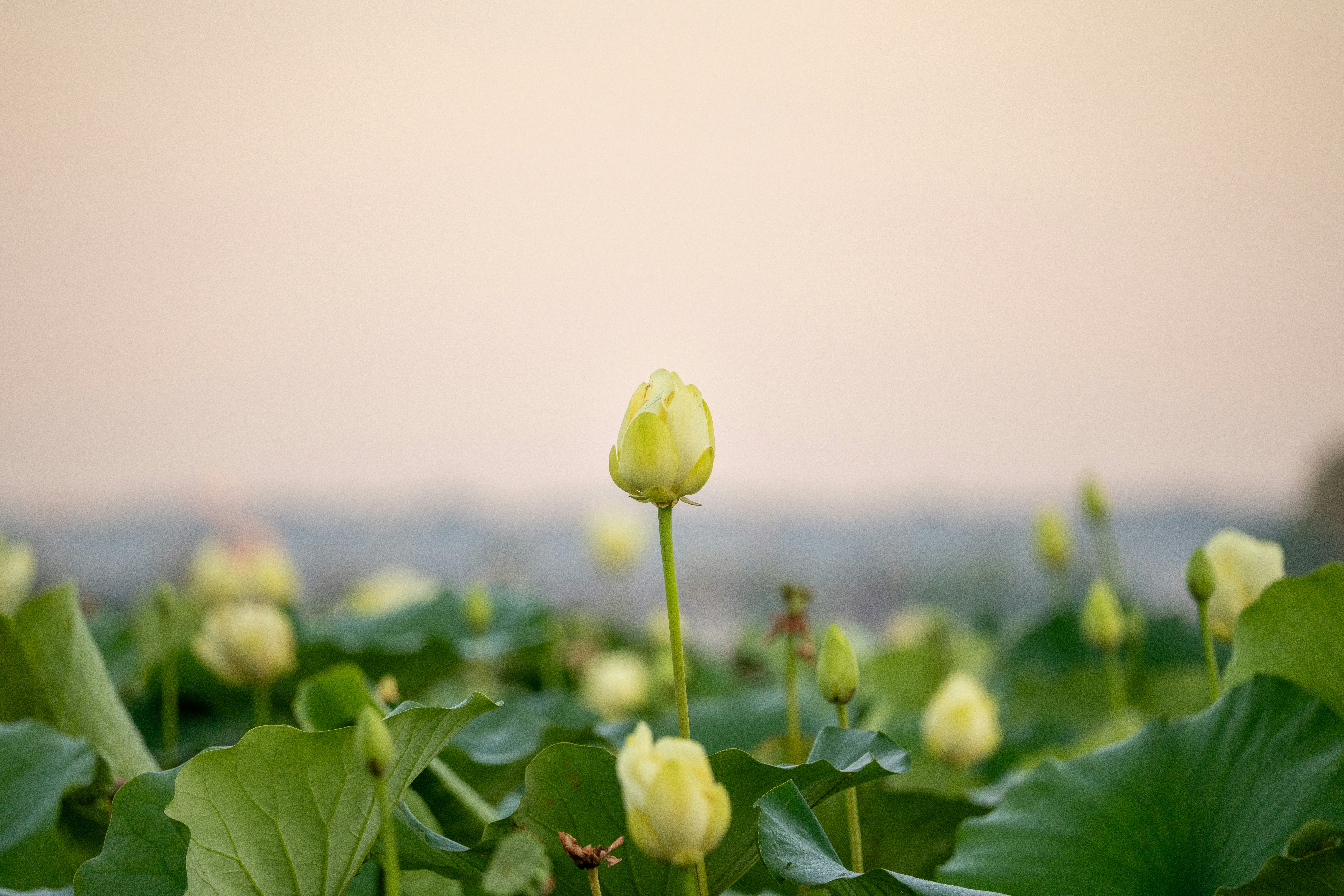 Des boutons floraux jaunes se dressent parmi les feuilles vertes.