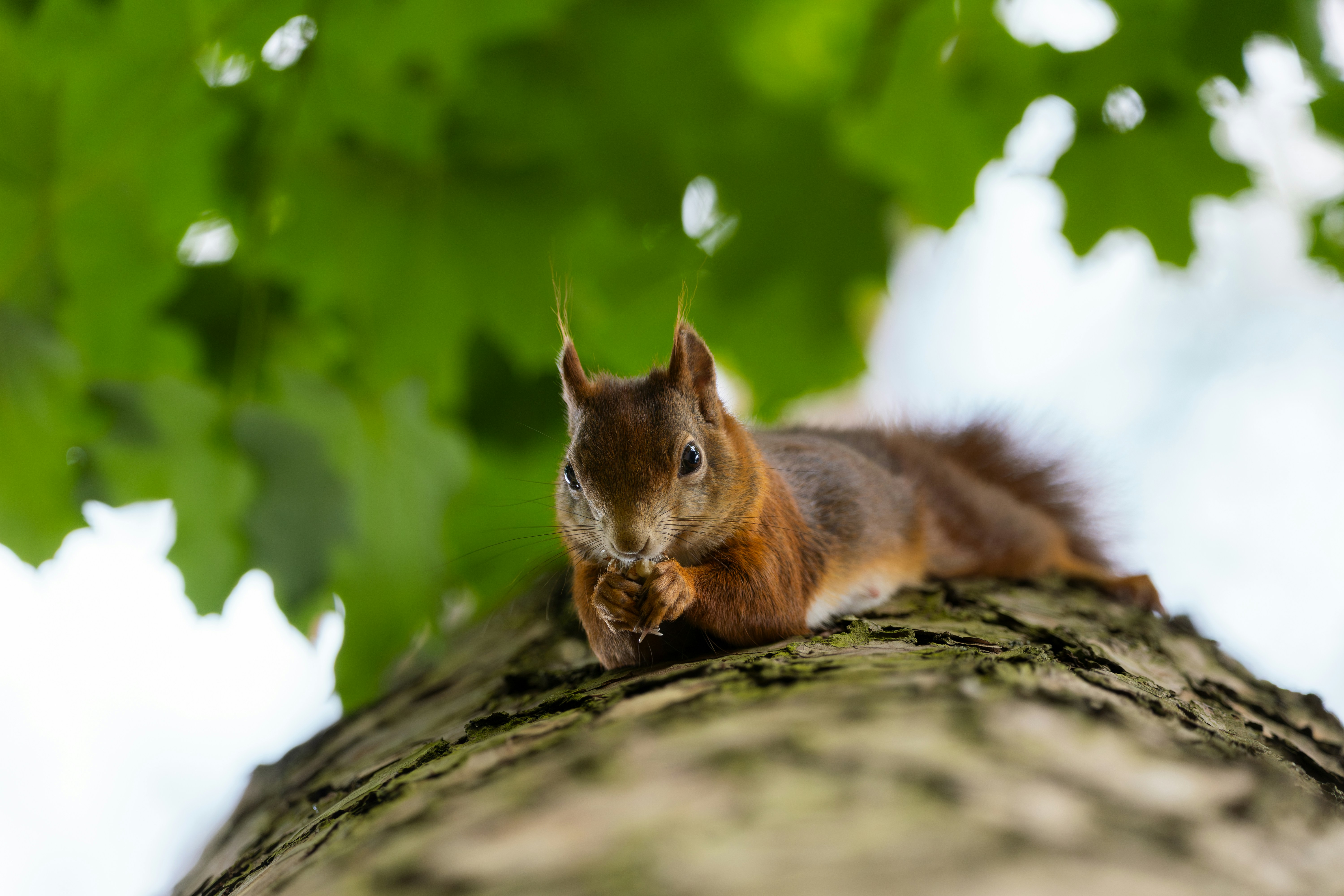 A squirrel eats nuts while sitting on a tree.