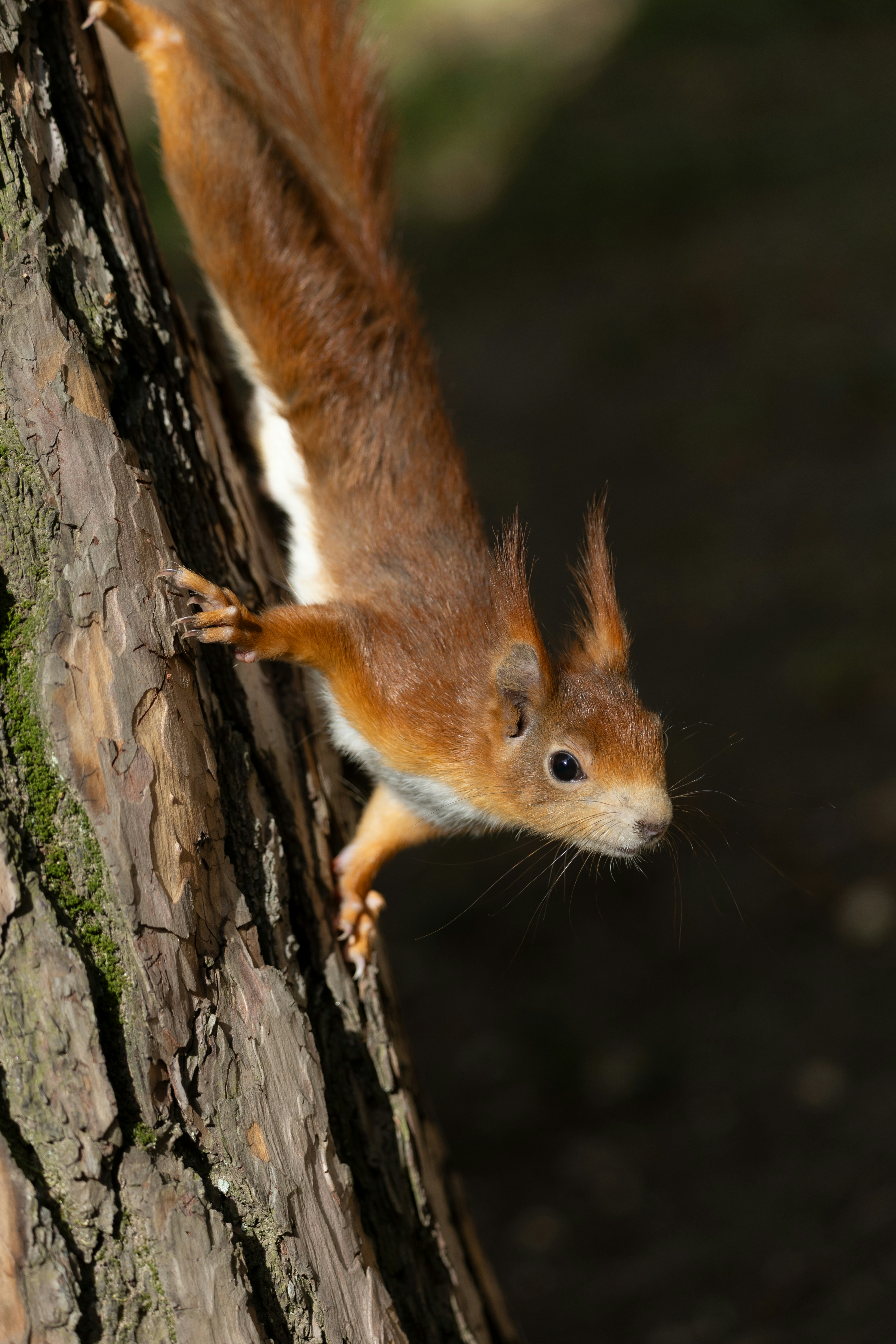 A squirrel descends a tree trunk.