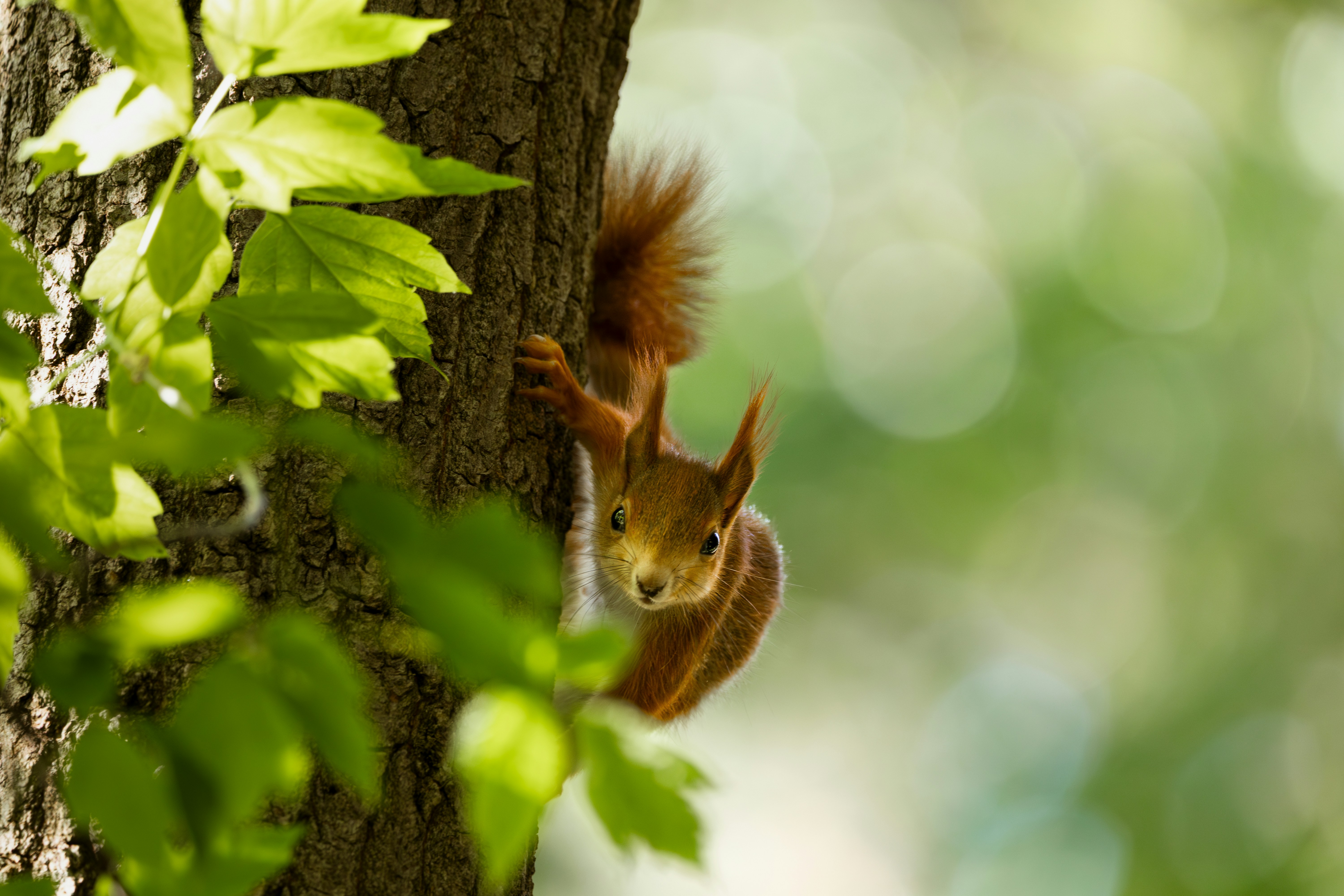 A squirrel clings to a tree.
