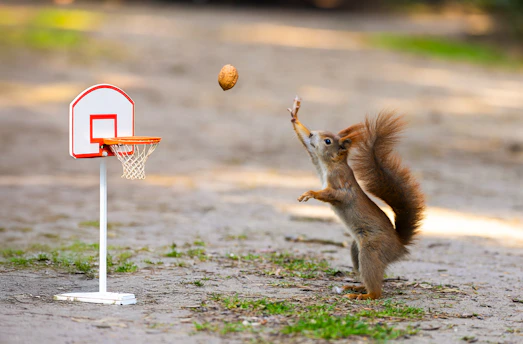 A squirrel plays basketball with an acorn.