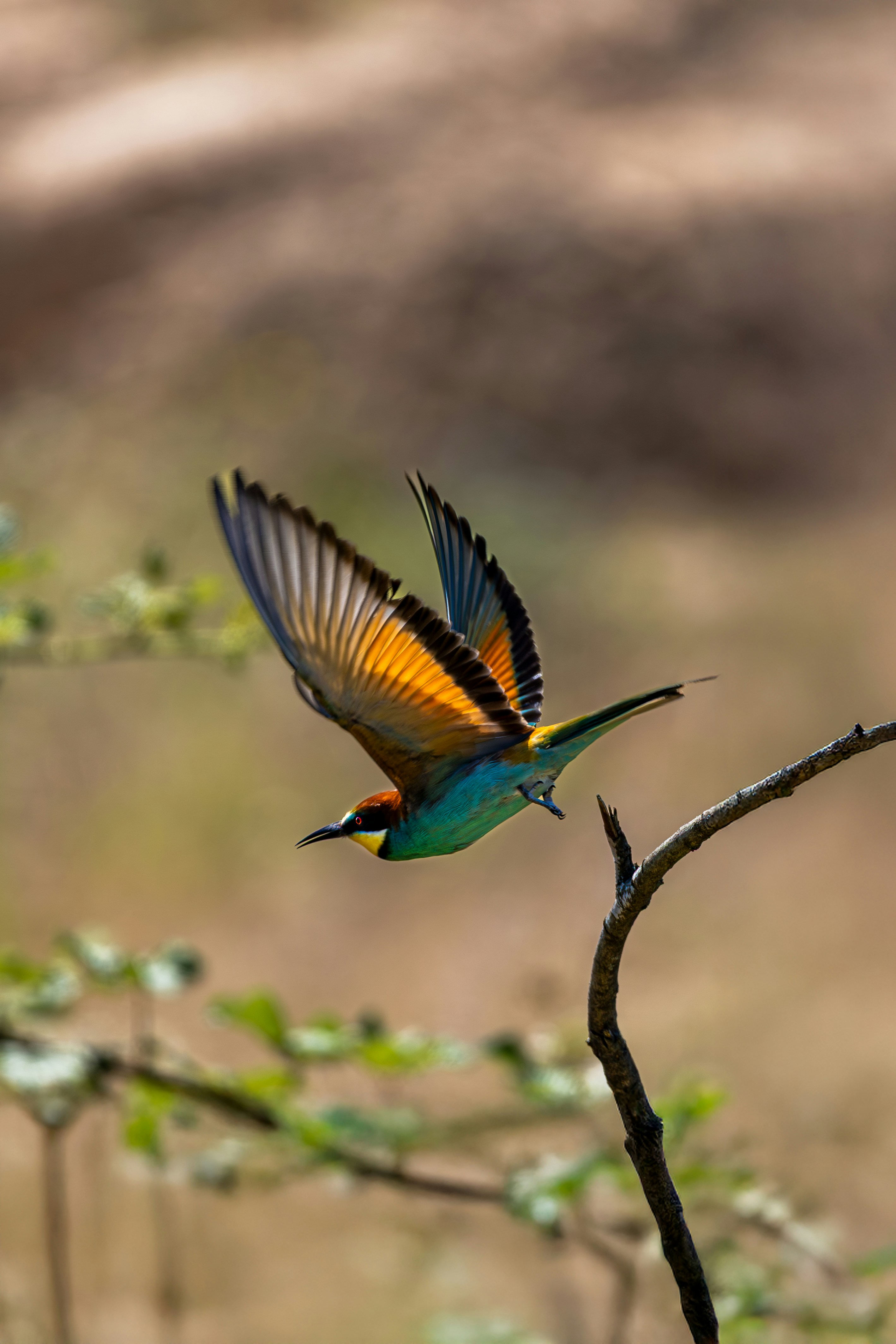A colorful bee-eater takes flight from a branch.