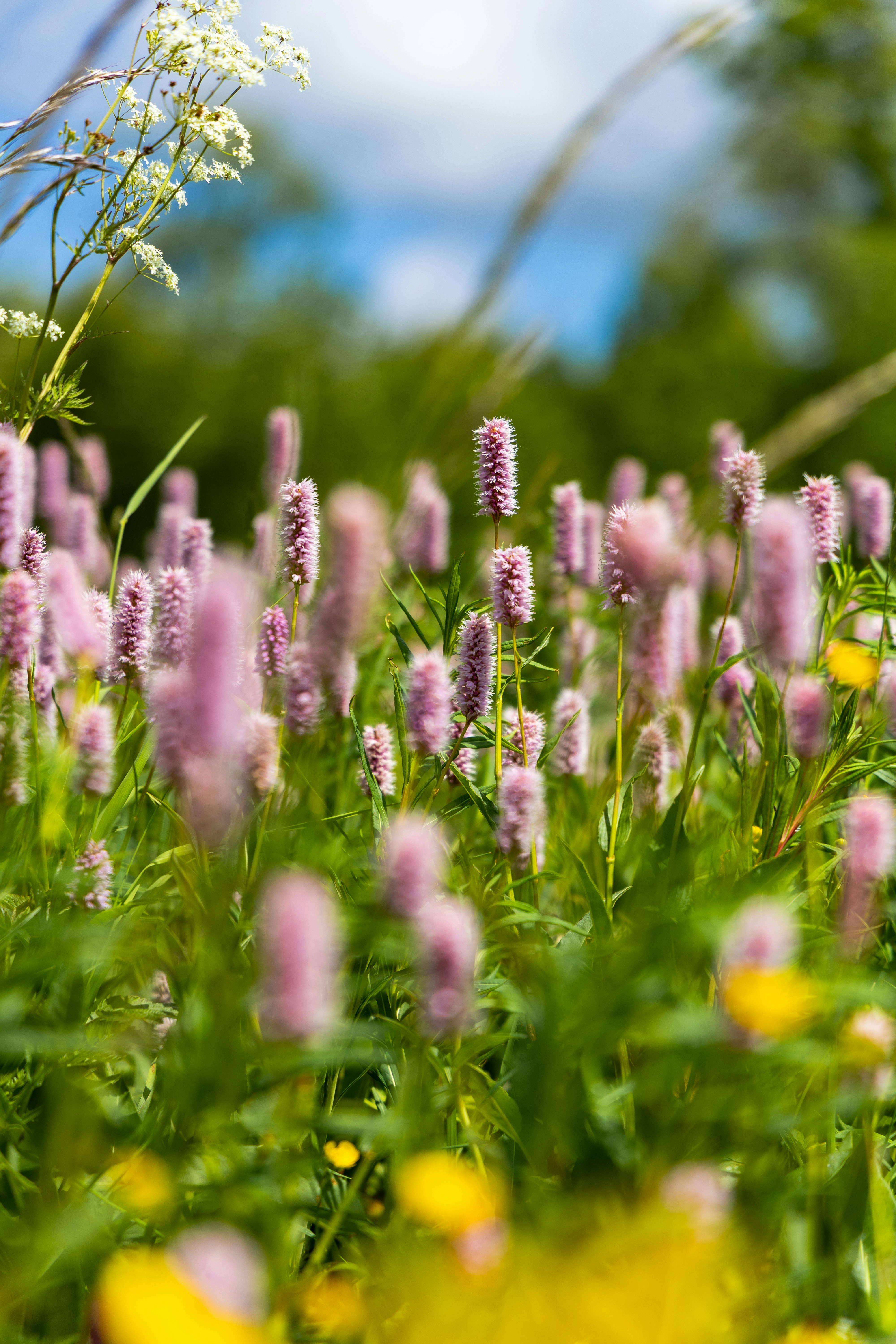Pink wildflowers bloom amidst greenery.