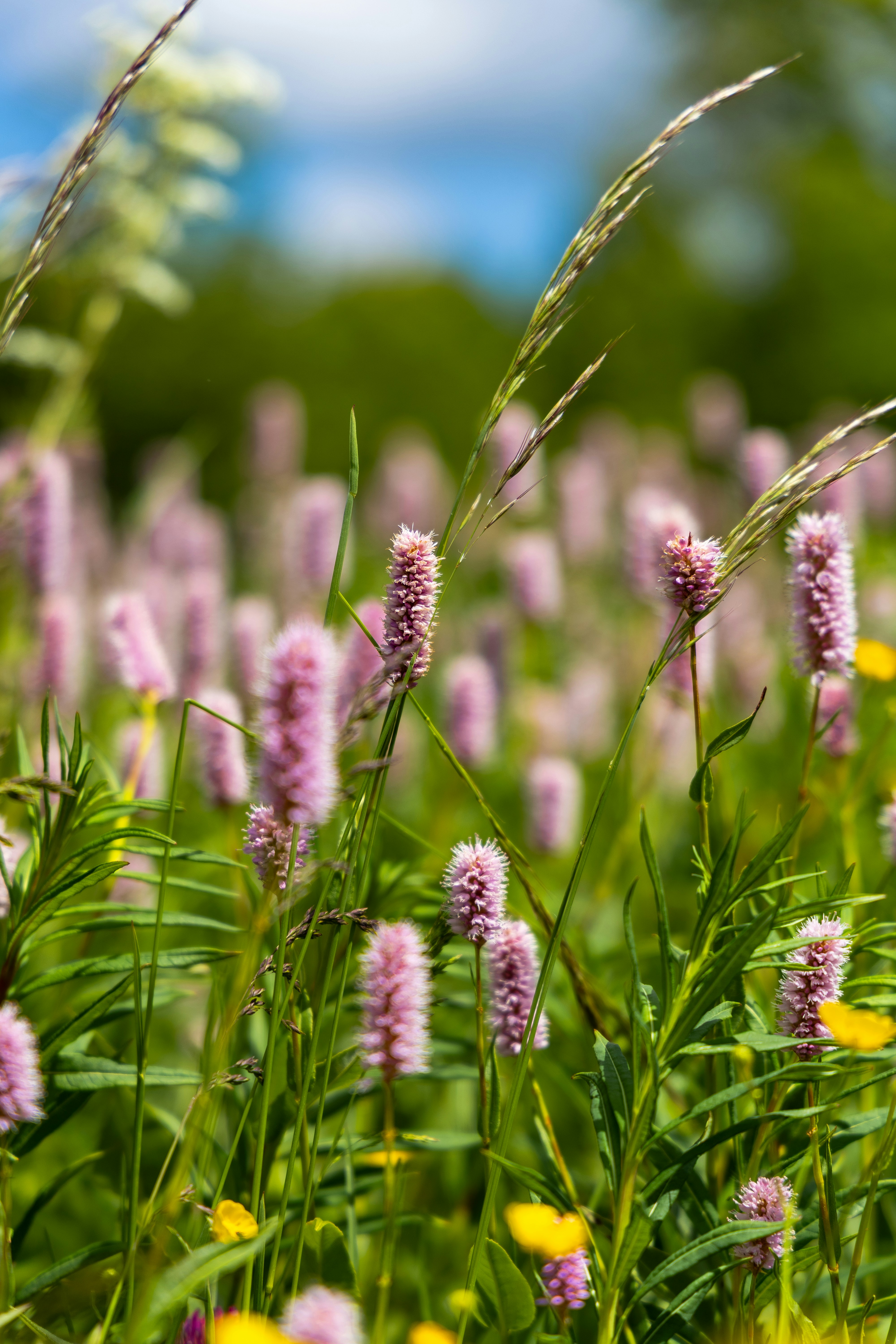 Pink wildflowers thrive in a vibrant green field.