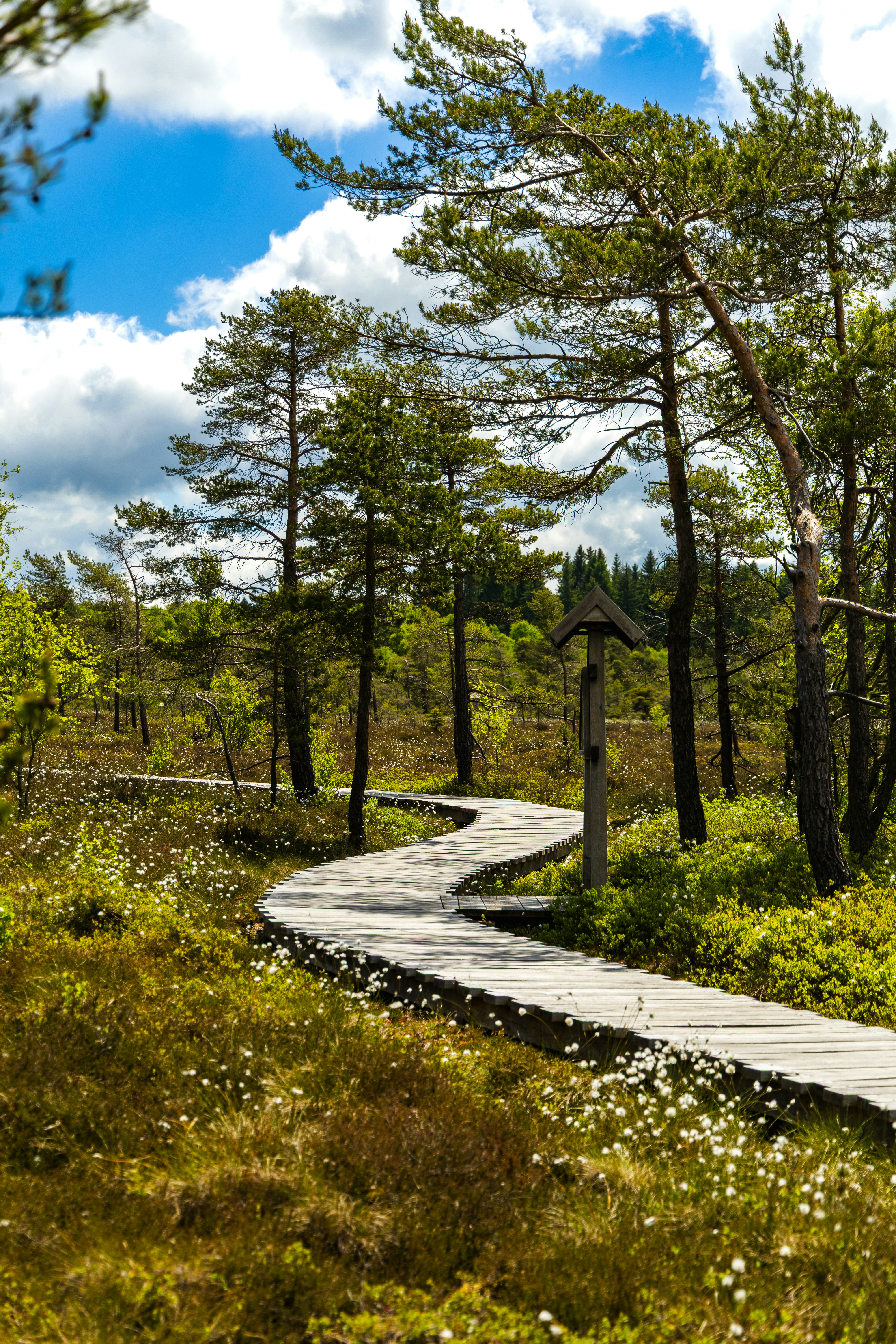 Wooden boardwalk winds through a tranquil, green landscape.