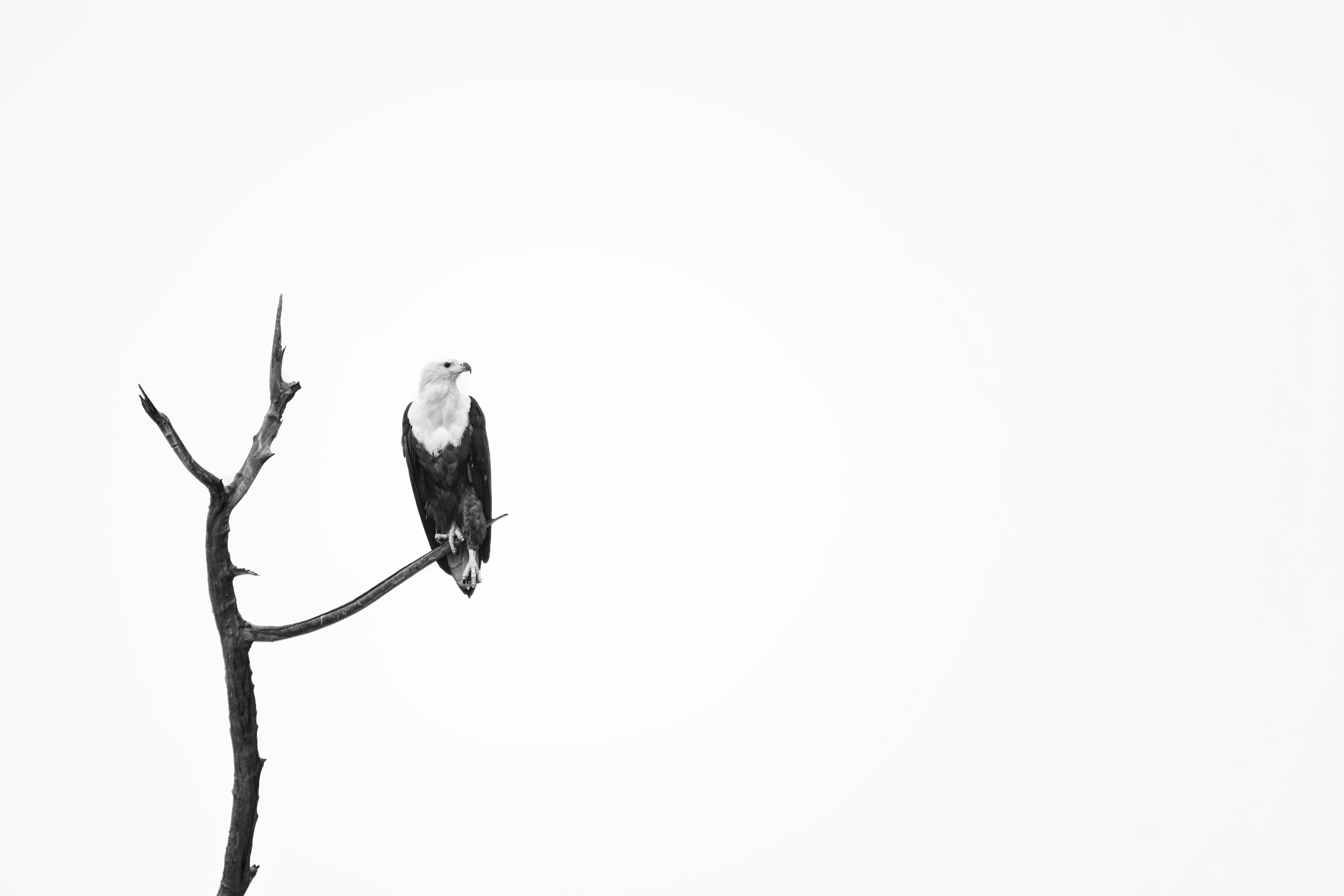 An eagle perches on a barren branch.