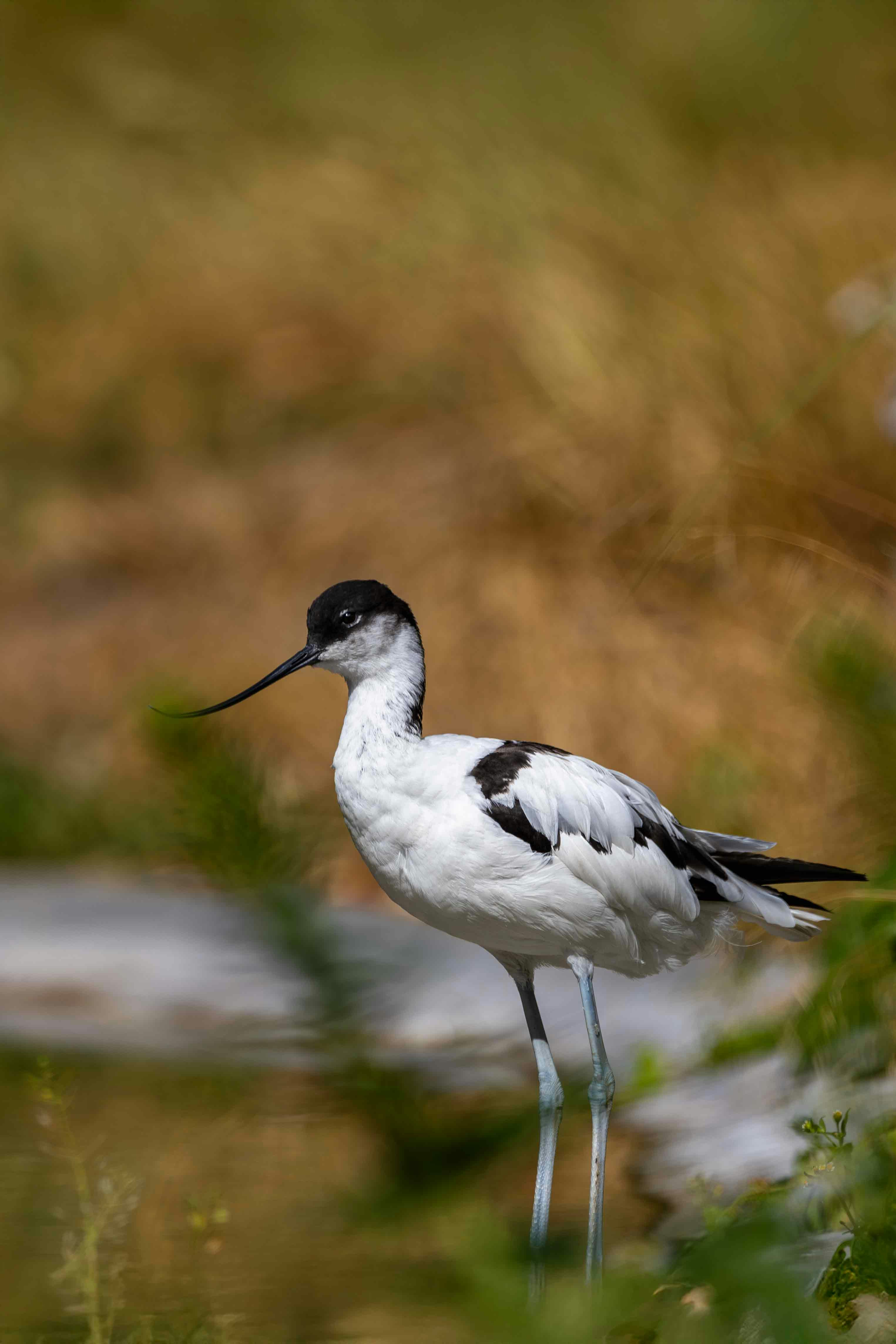 A black-and-white bird stands in the grass.