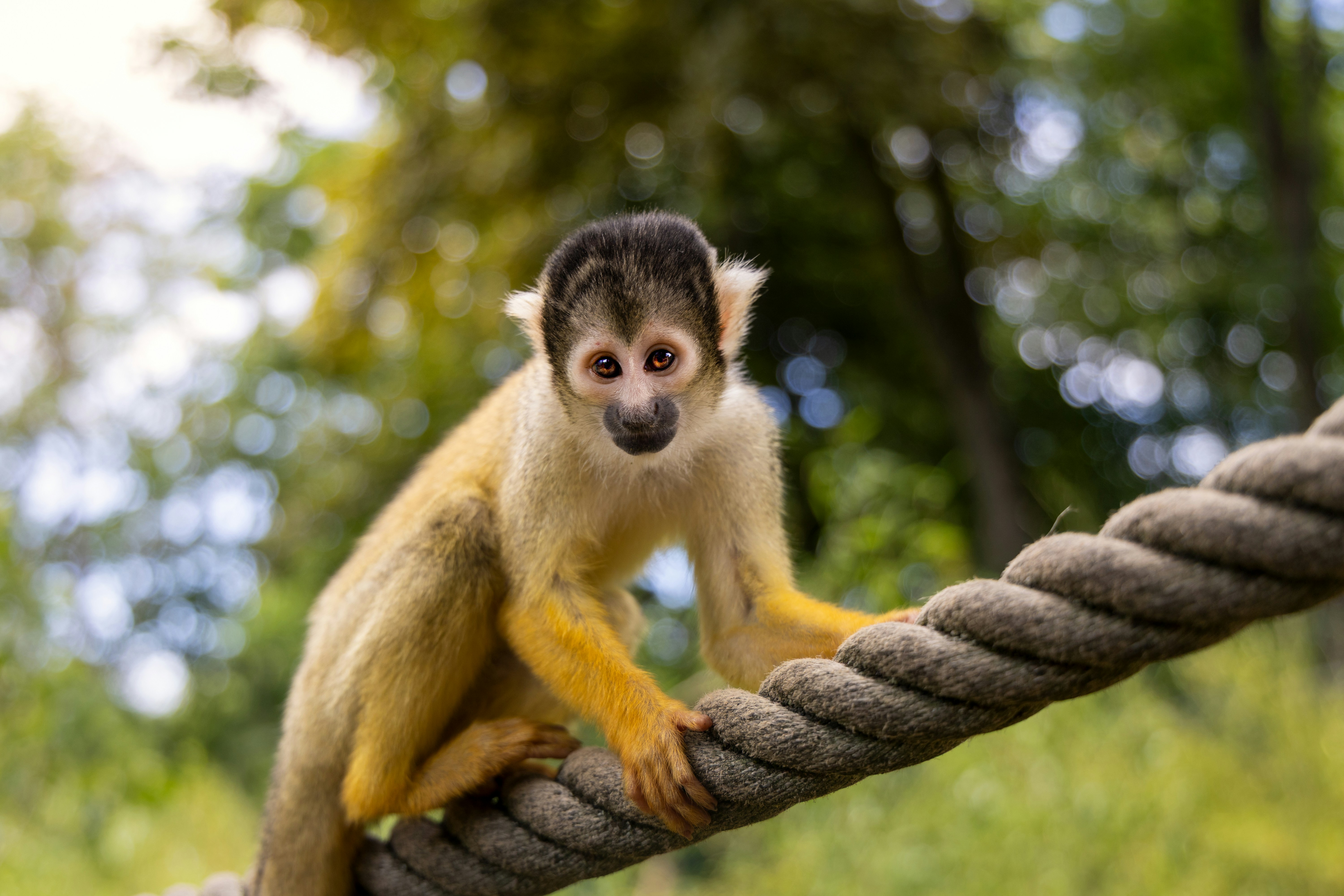 A small monkey climbs a rope.