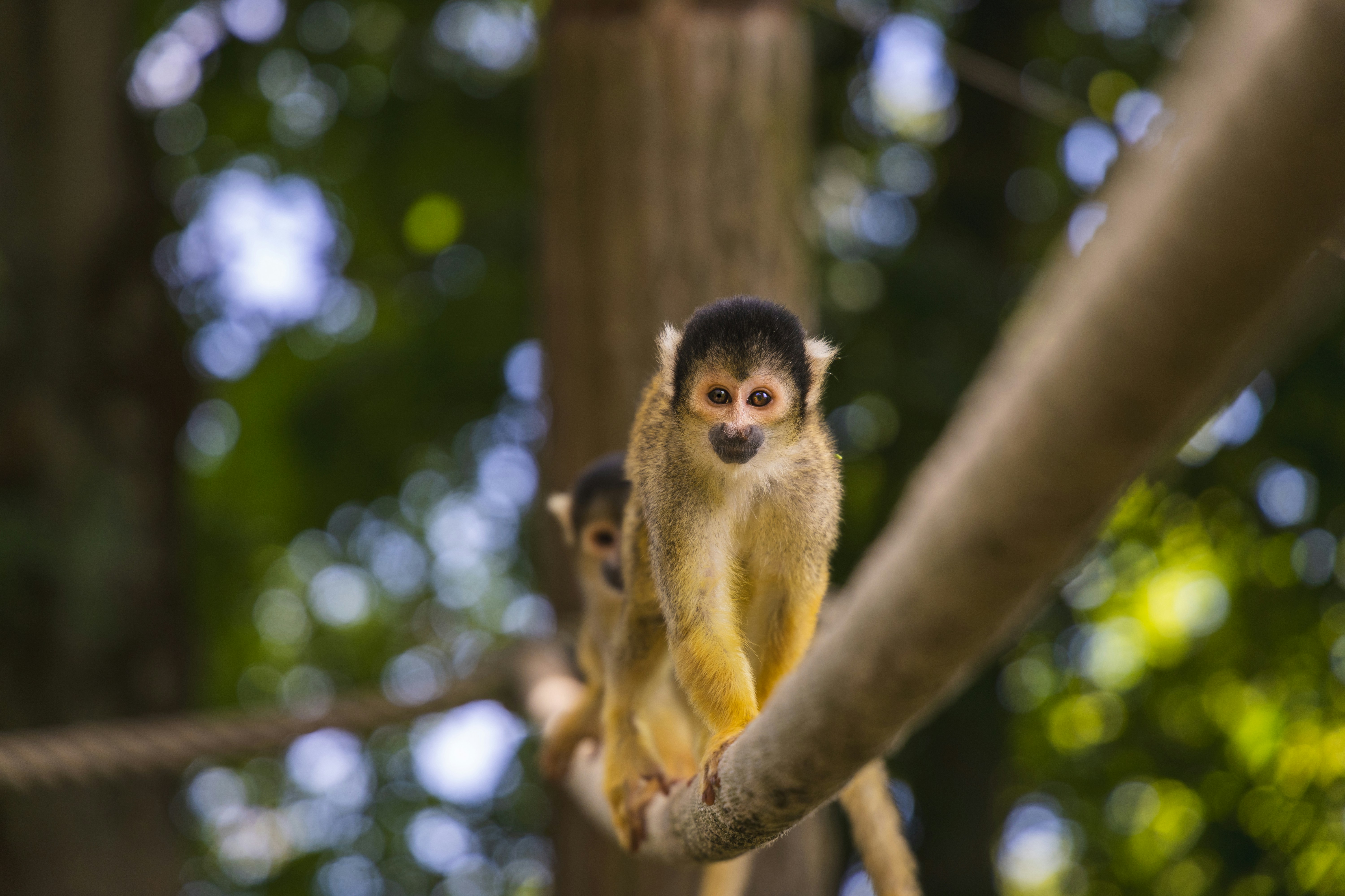 Two adorable squirrel monkeys perched on a branch.