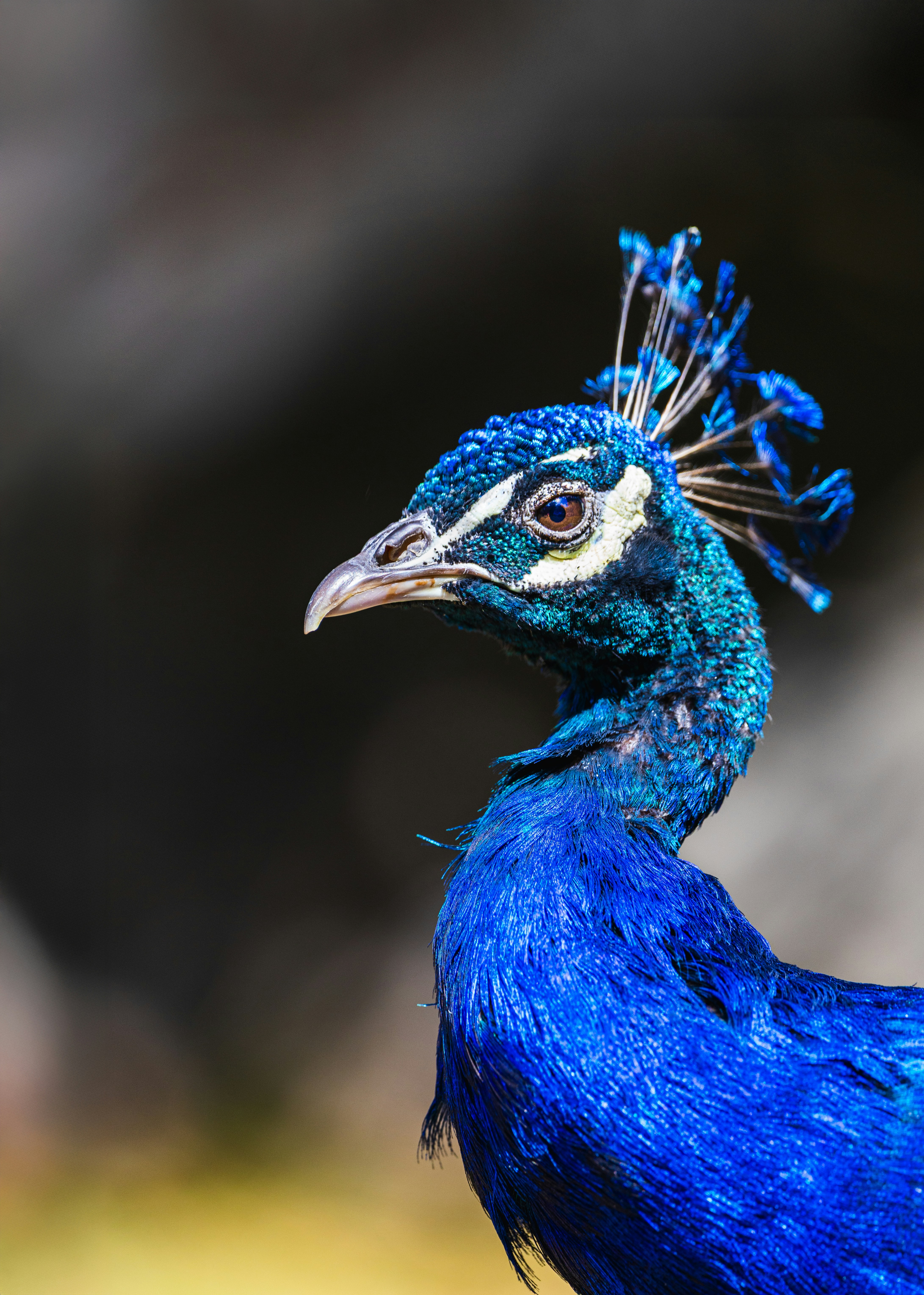 A beautiful blue peacock looks gracefully to the side.