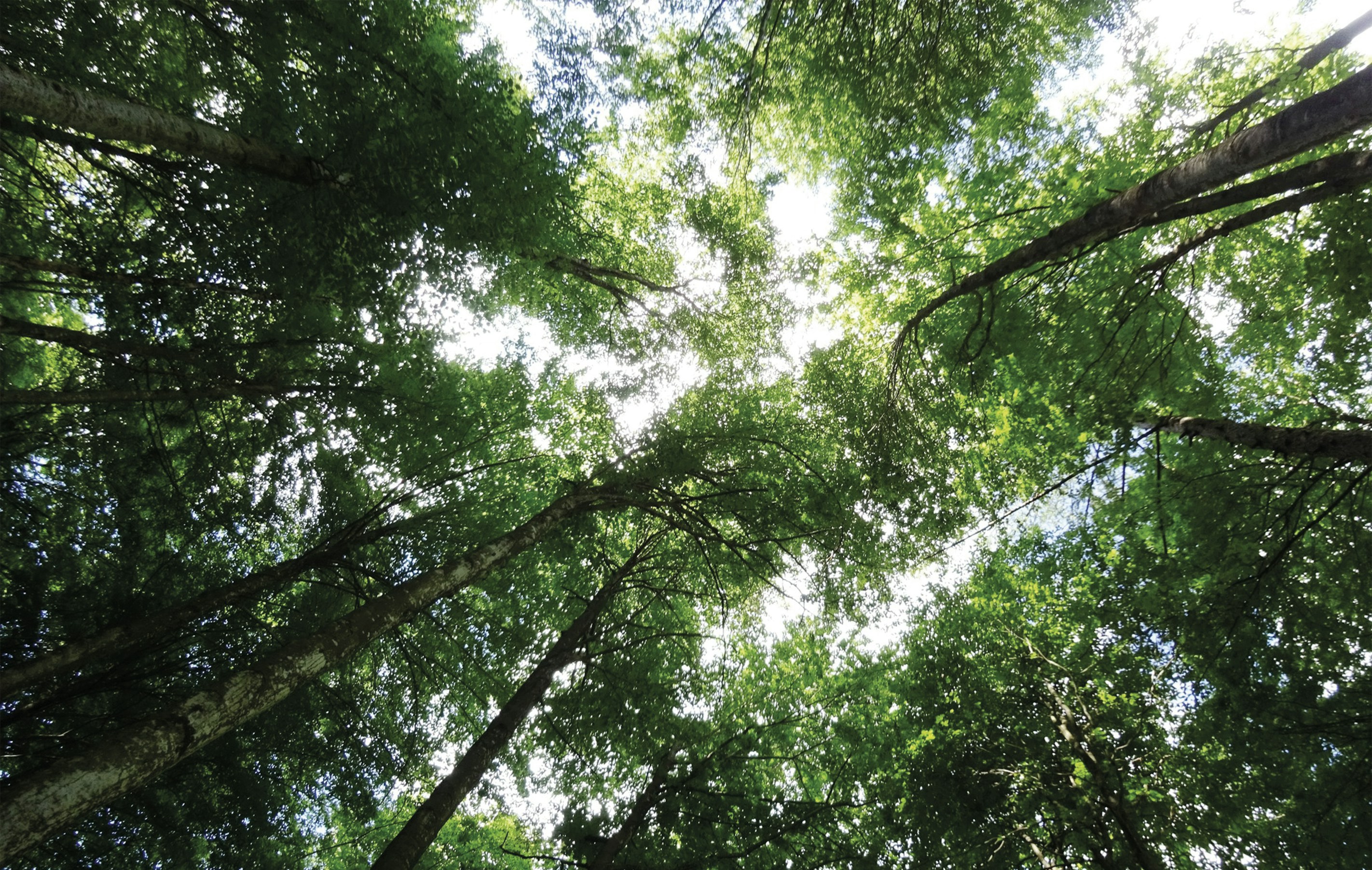 Looking up through the lush green forest