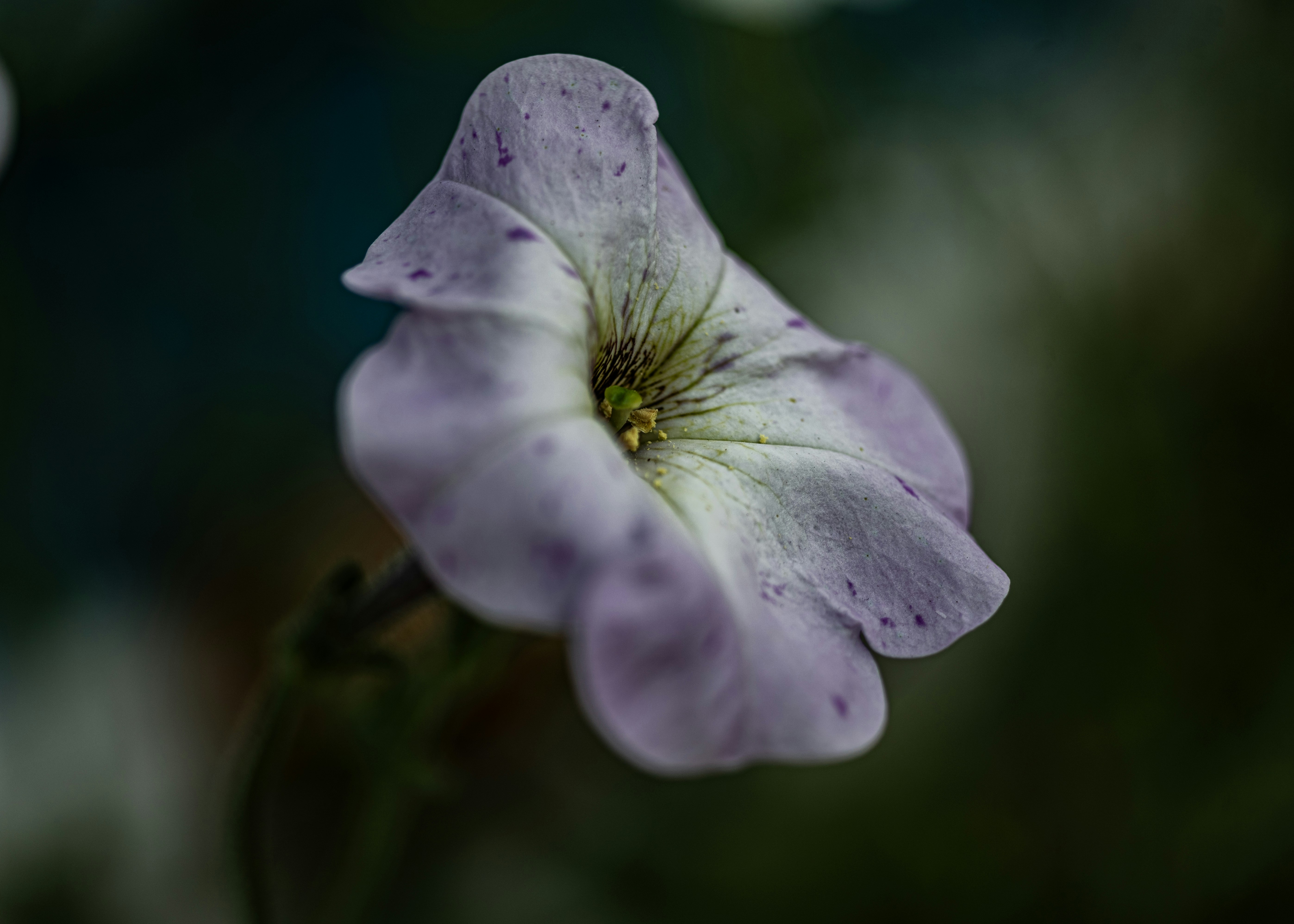 Photo by andrilliardbond