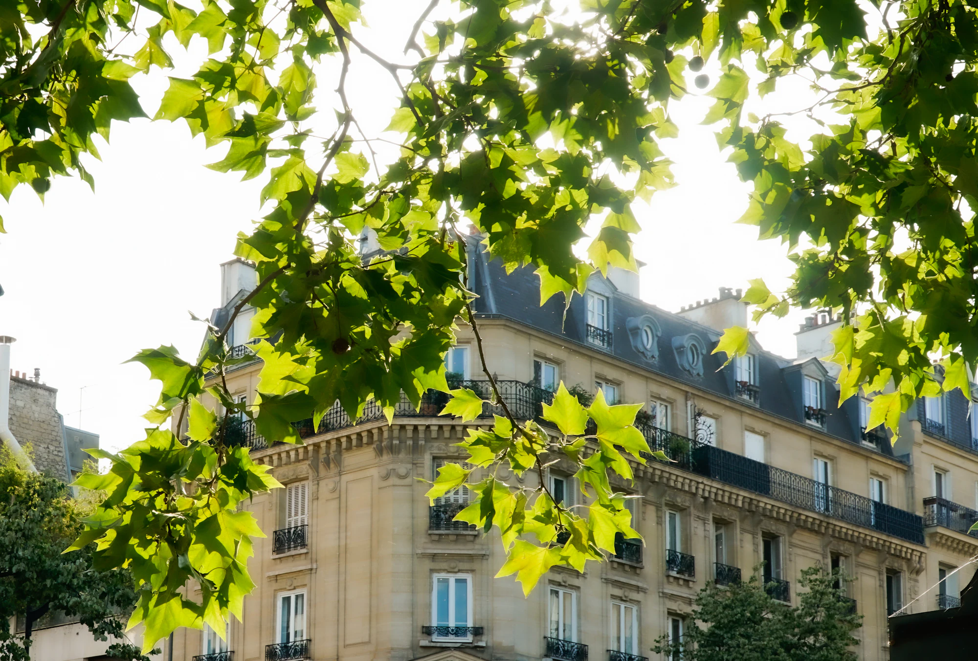 Façade d’immeuble haussmannien vue à travers des platanes